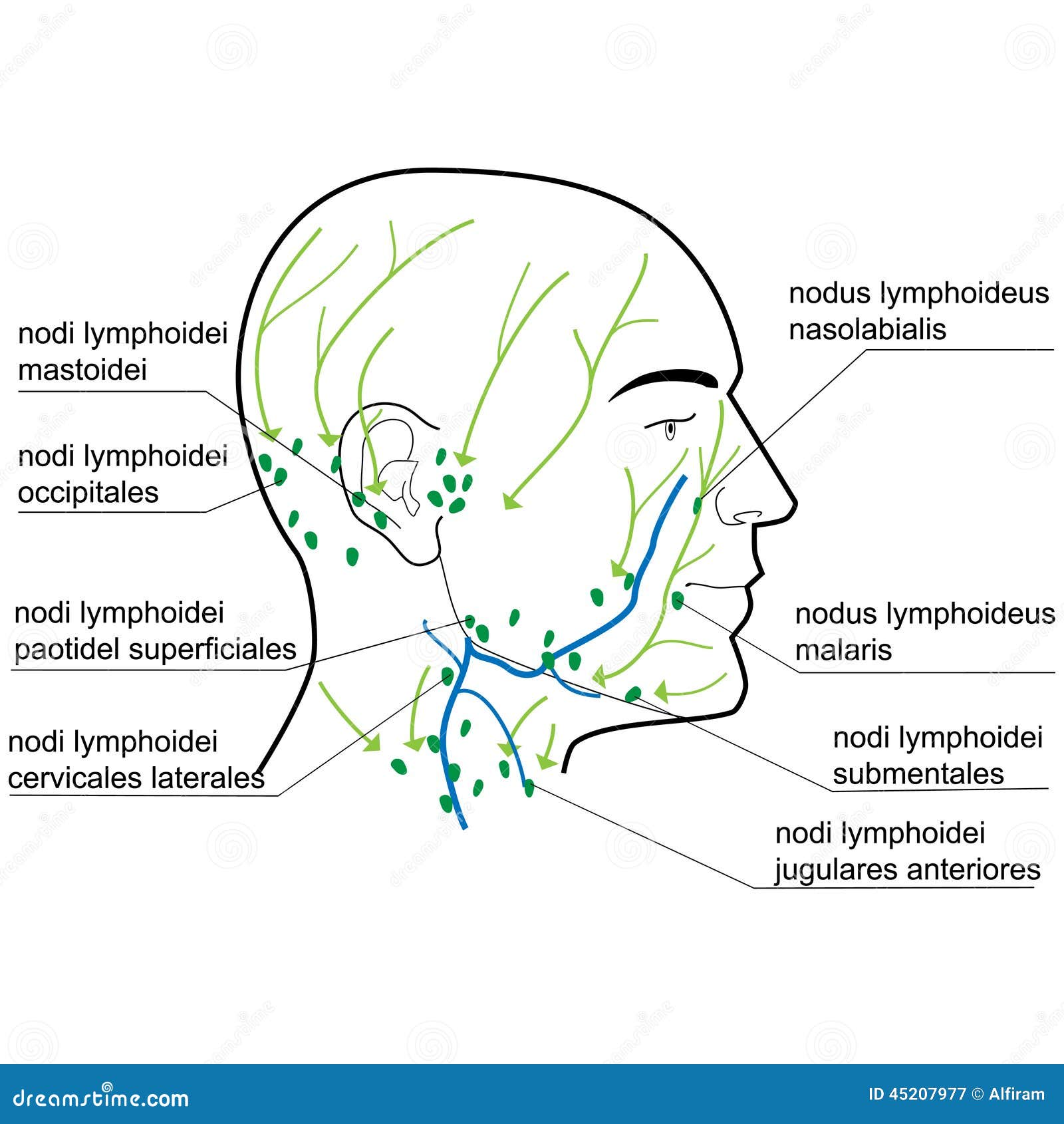 Lymph Nodes Of The Head And Neck Stock Vector Image 45207977