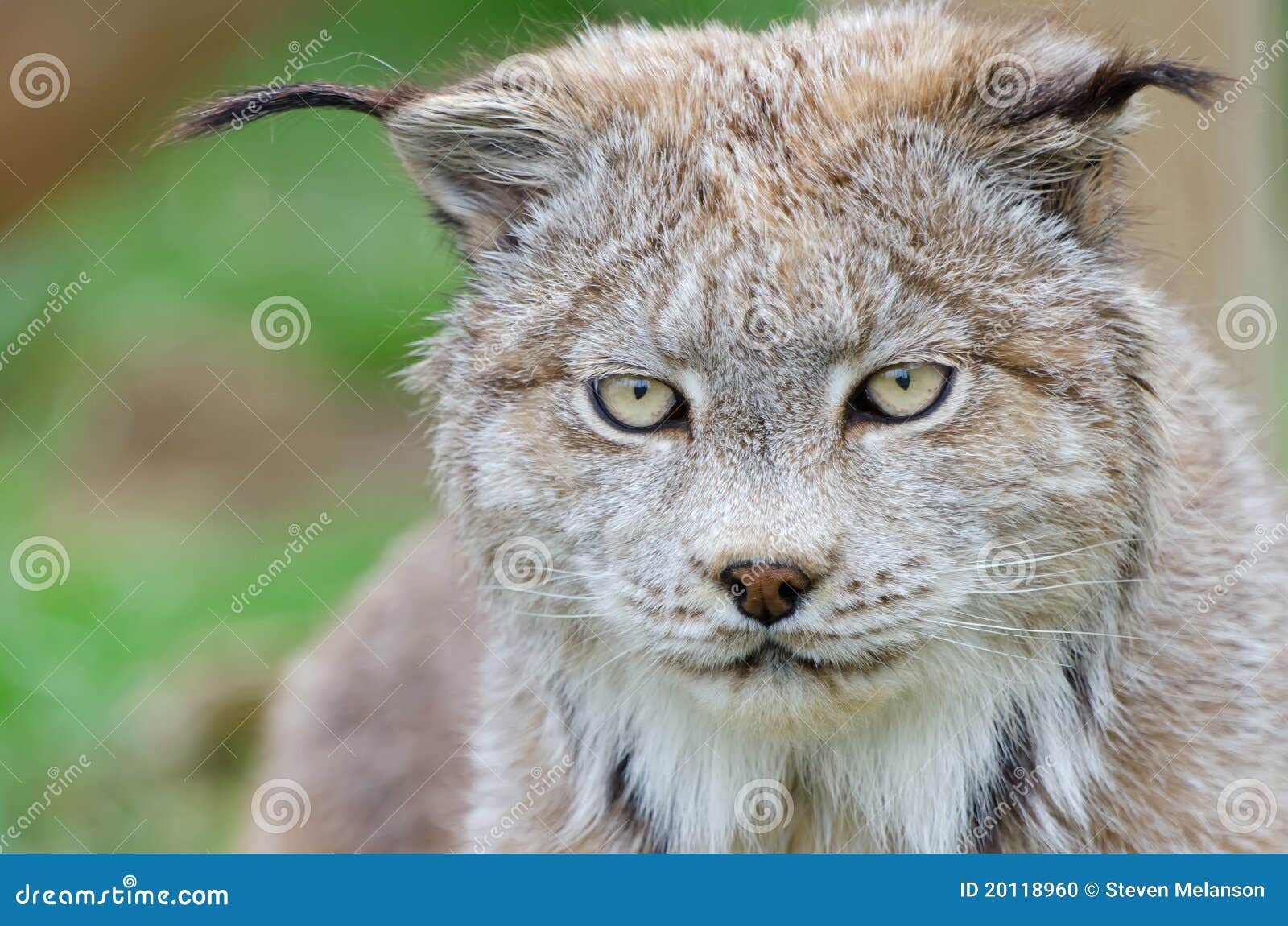 http://thumbs.dreamstime.com/z/lynx-face-close-up-20118960.jpg