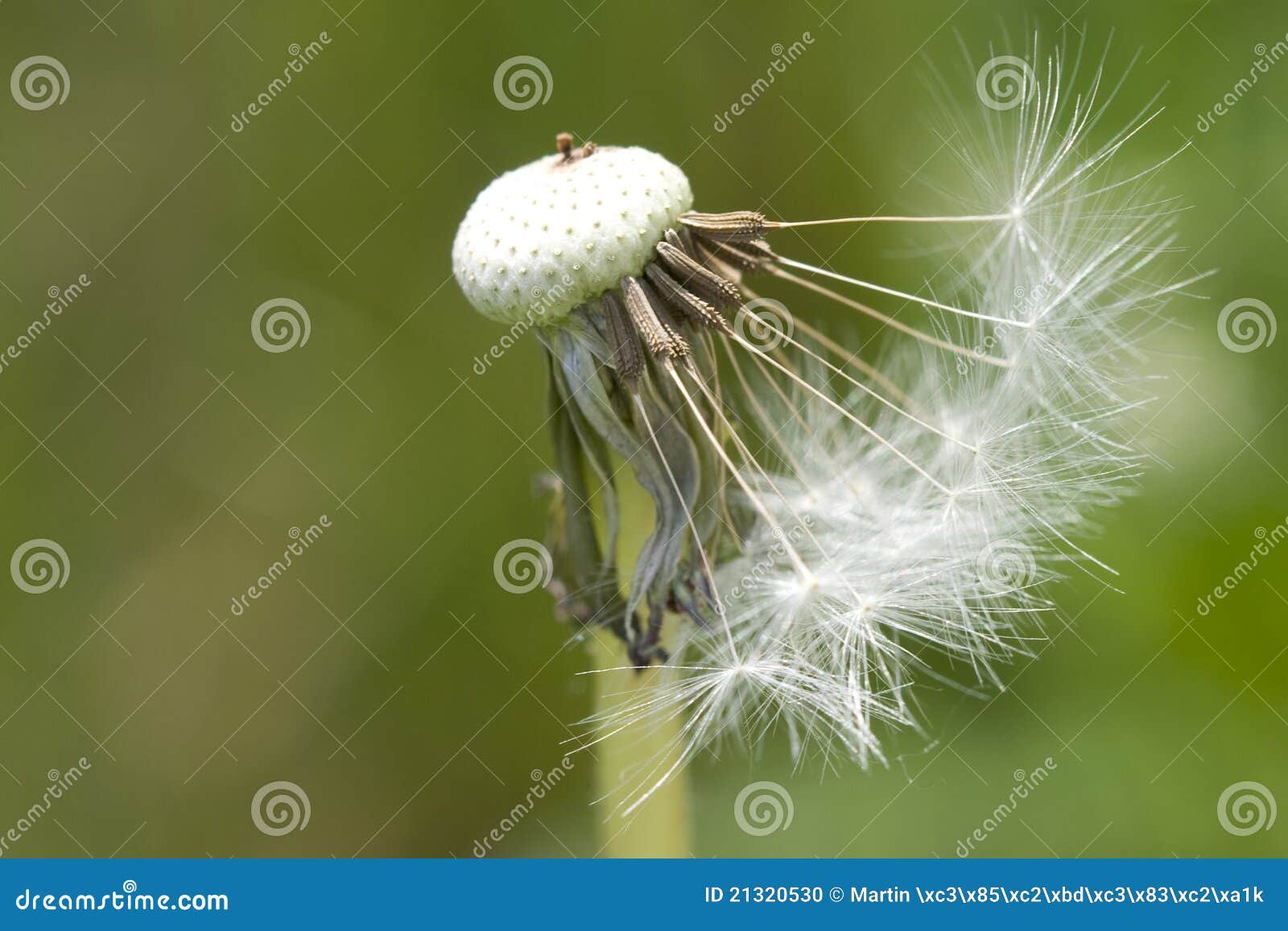 Macro Dandelion Stock Photo  Image: 21320530