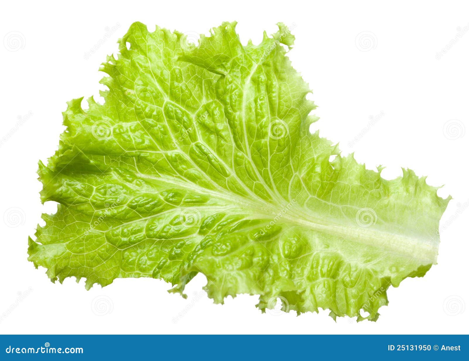 lettuce leaf clip art - photo #22