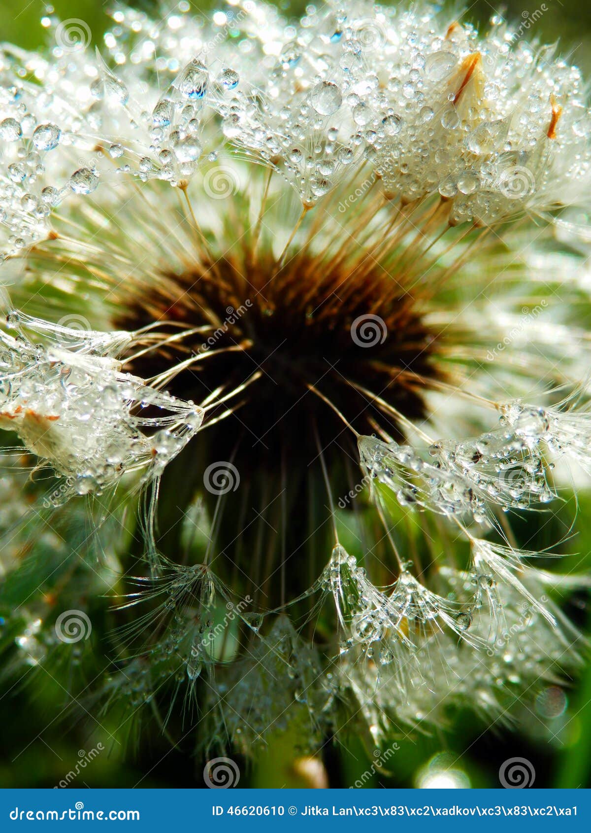 Macro Photography Of Wet Dandelion Seeds Stock Photo  Image: 46620610