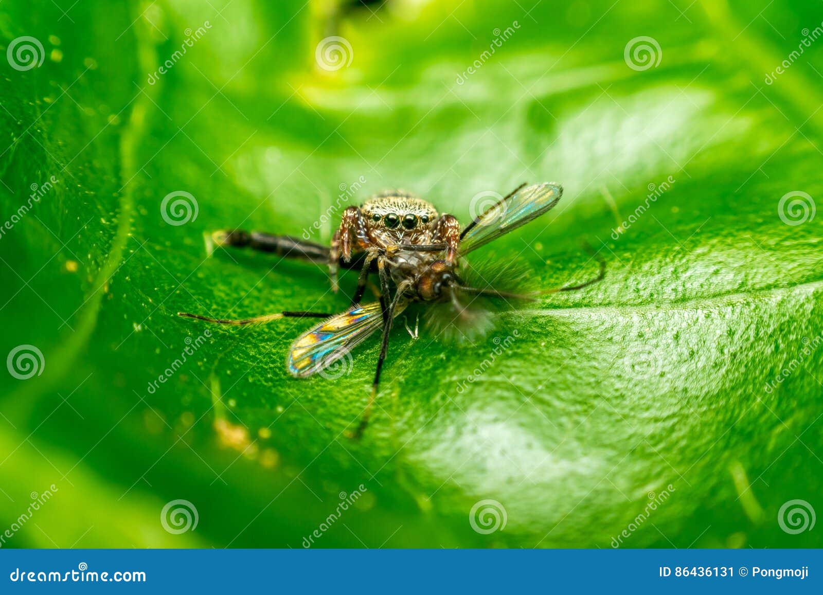 How to Make an Ant Trap Using Cracker Bait pics How to Make an Ant Trap Using Cracker Bait pics