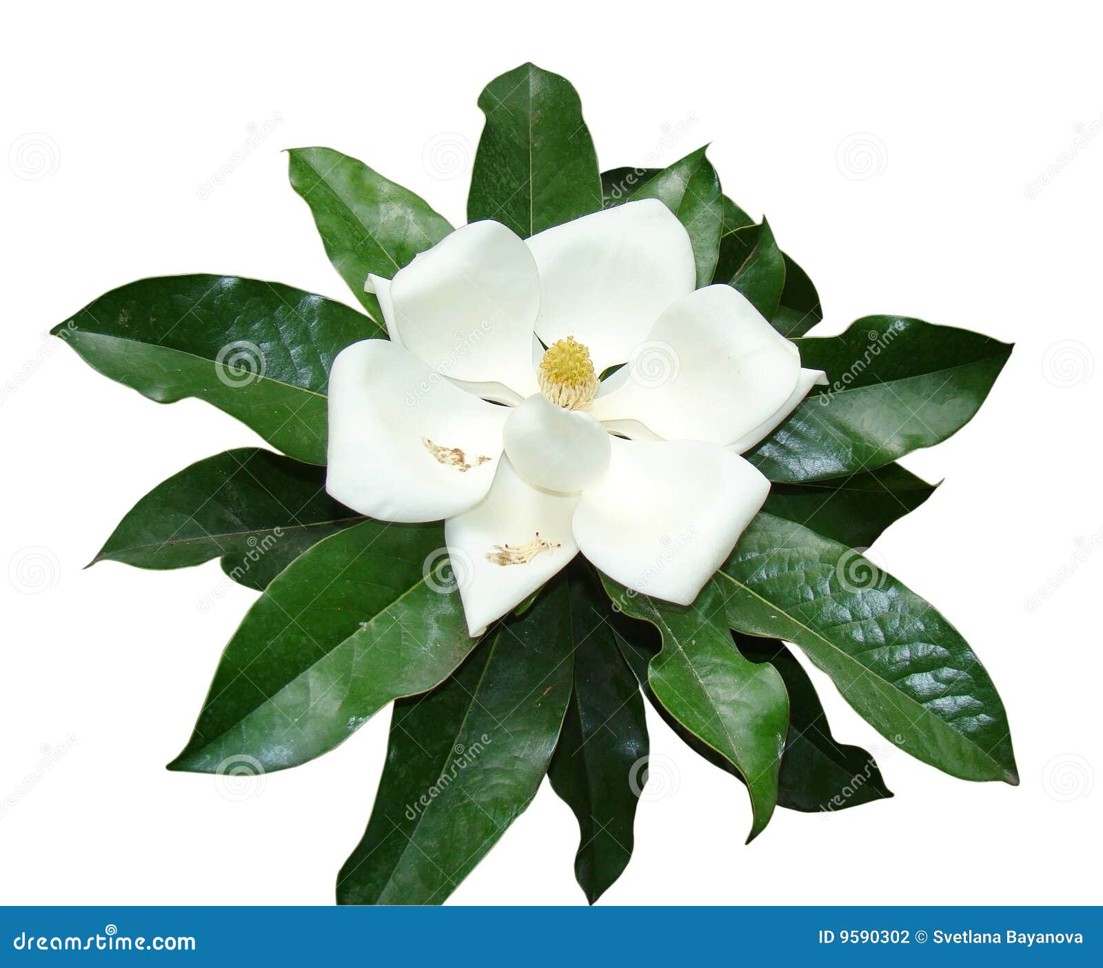 free clip art magnolia flower - photo #31