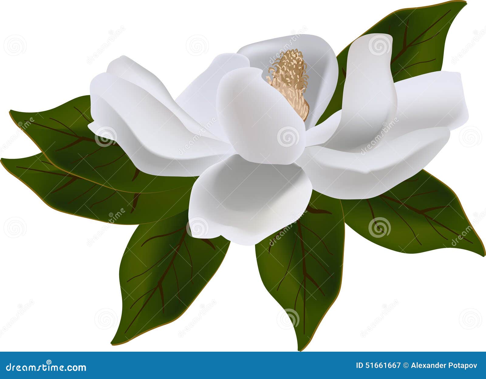 free clip art magnolia flower - photo #22