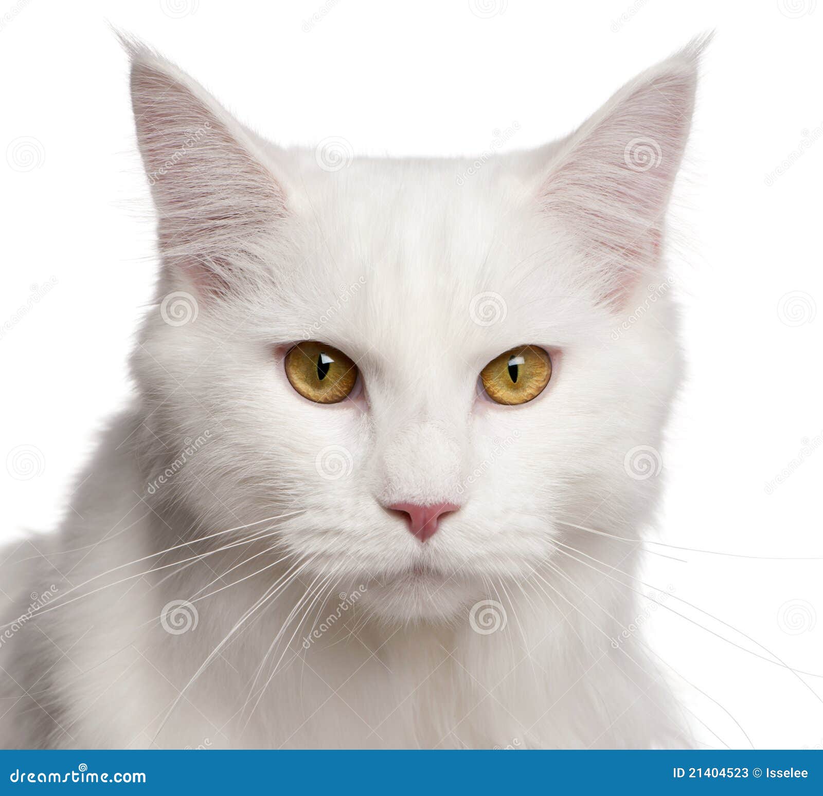 Maine Coon Cat, 8 Months Old, Sitting Stock Photos Image 21404523