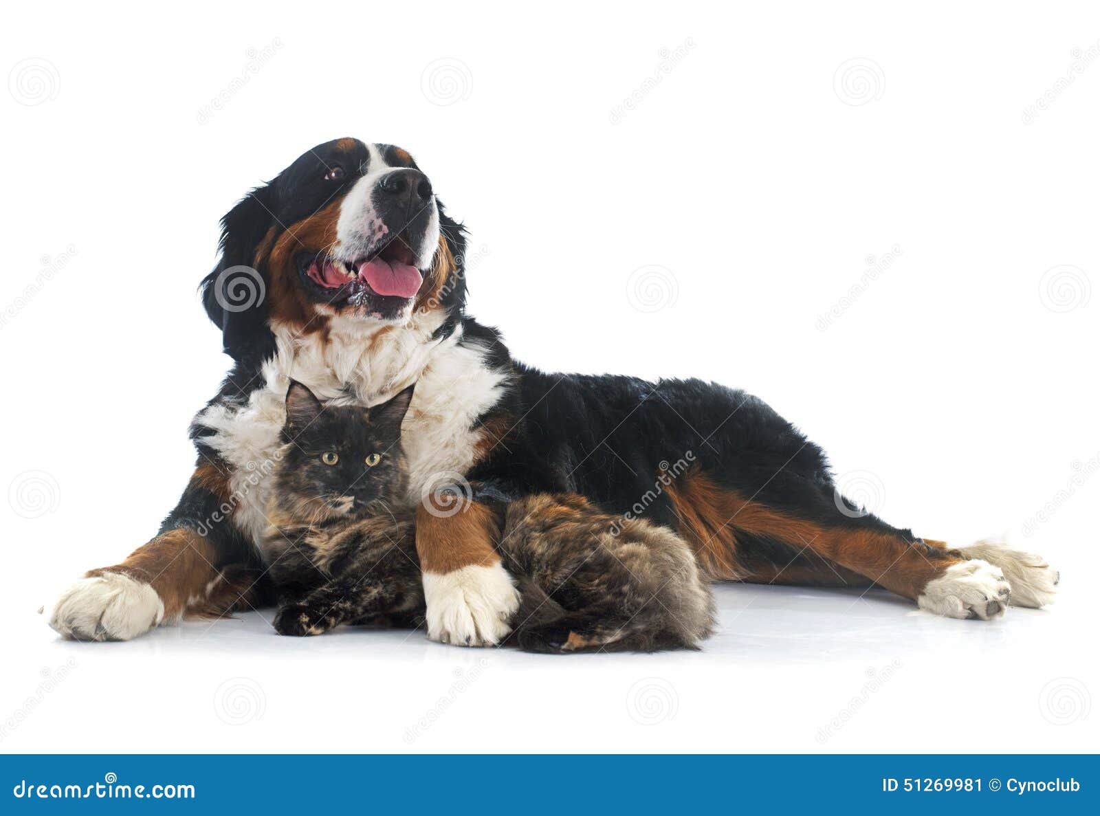 bernese mountain maine maine coon cat and bernese mountain stock photo image 51269981 bernese mountain maine maine coon cat and bernese mountain stock photo image 51269981