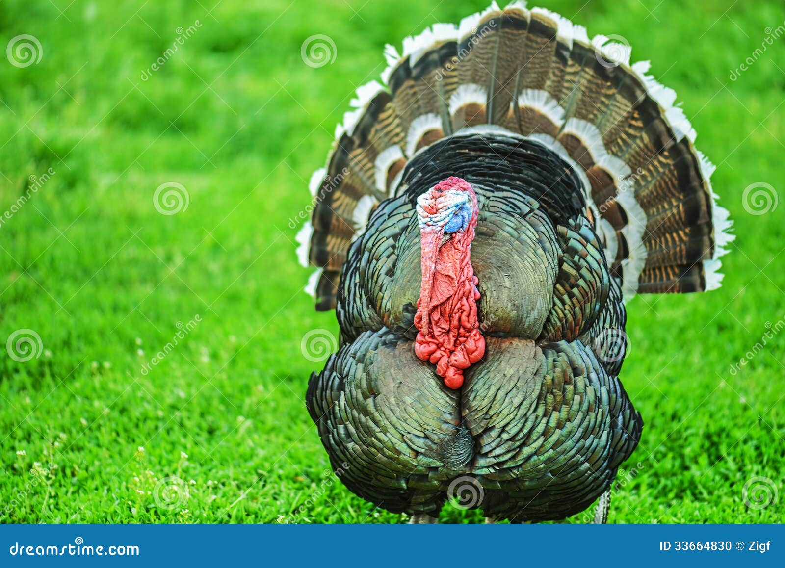 majestic-big-turkey-beautiful-background-green-grass-33664830.jpg