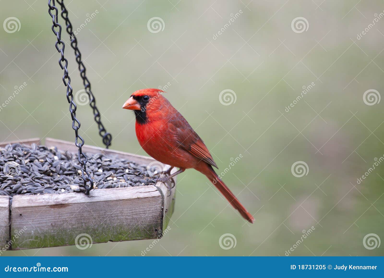 Northern Cardinal On Bird Feeders