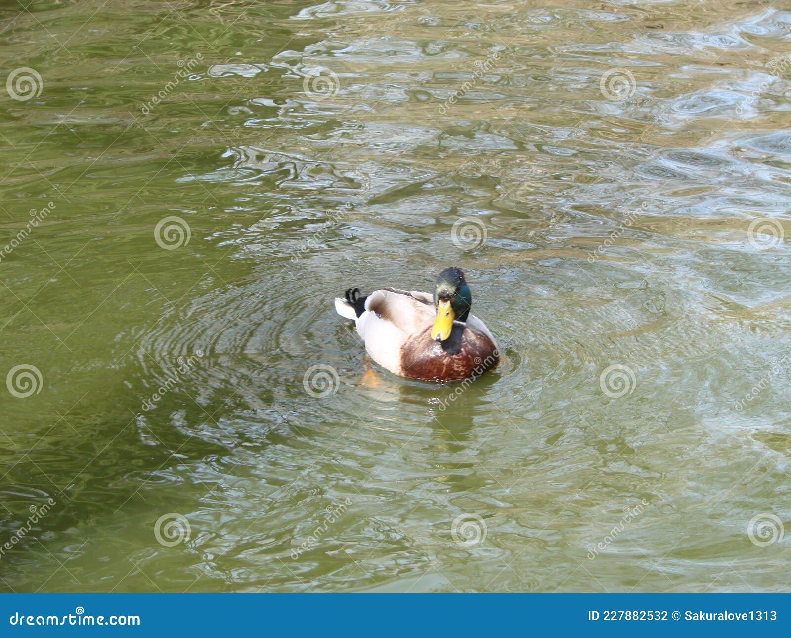 Male And Female Mallard Duck Swimming On A Pond With Green Water While