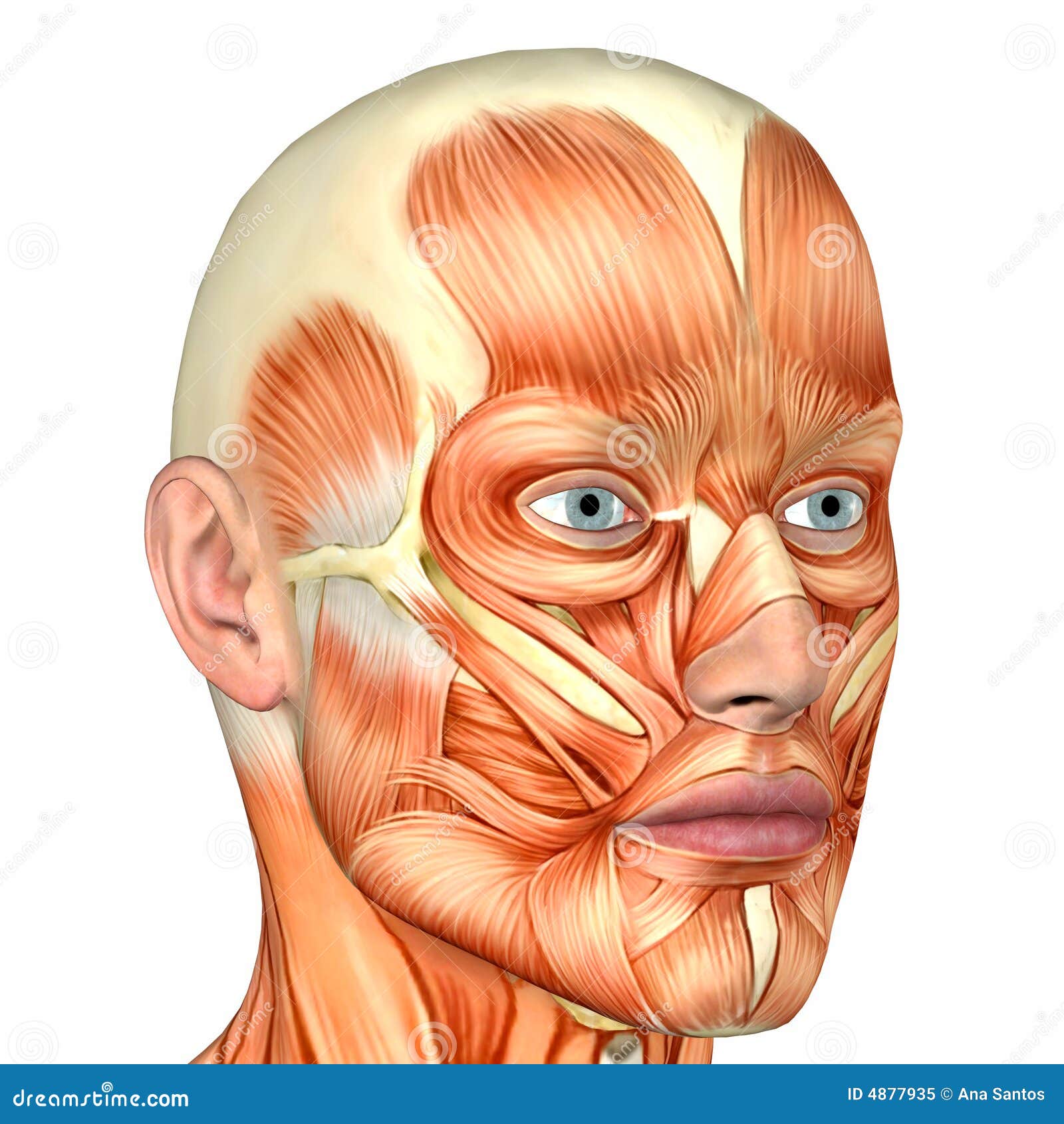 Male Human Body Anatomy - Face Royalty Free Stock Photo - Image: 4877935
