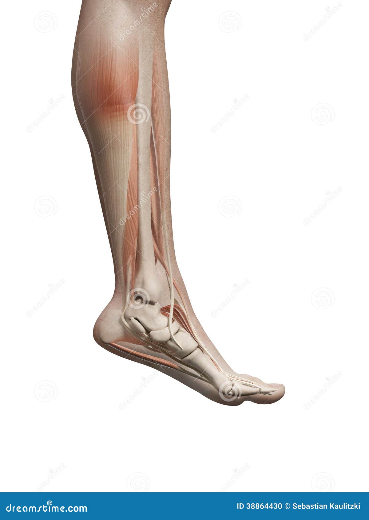The Male Leg Muscles Stock Illustration - Image: 38864430