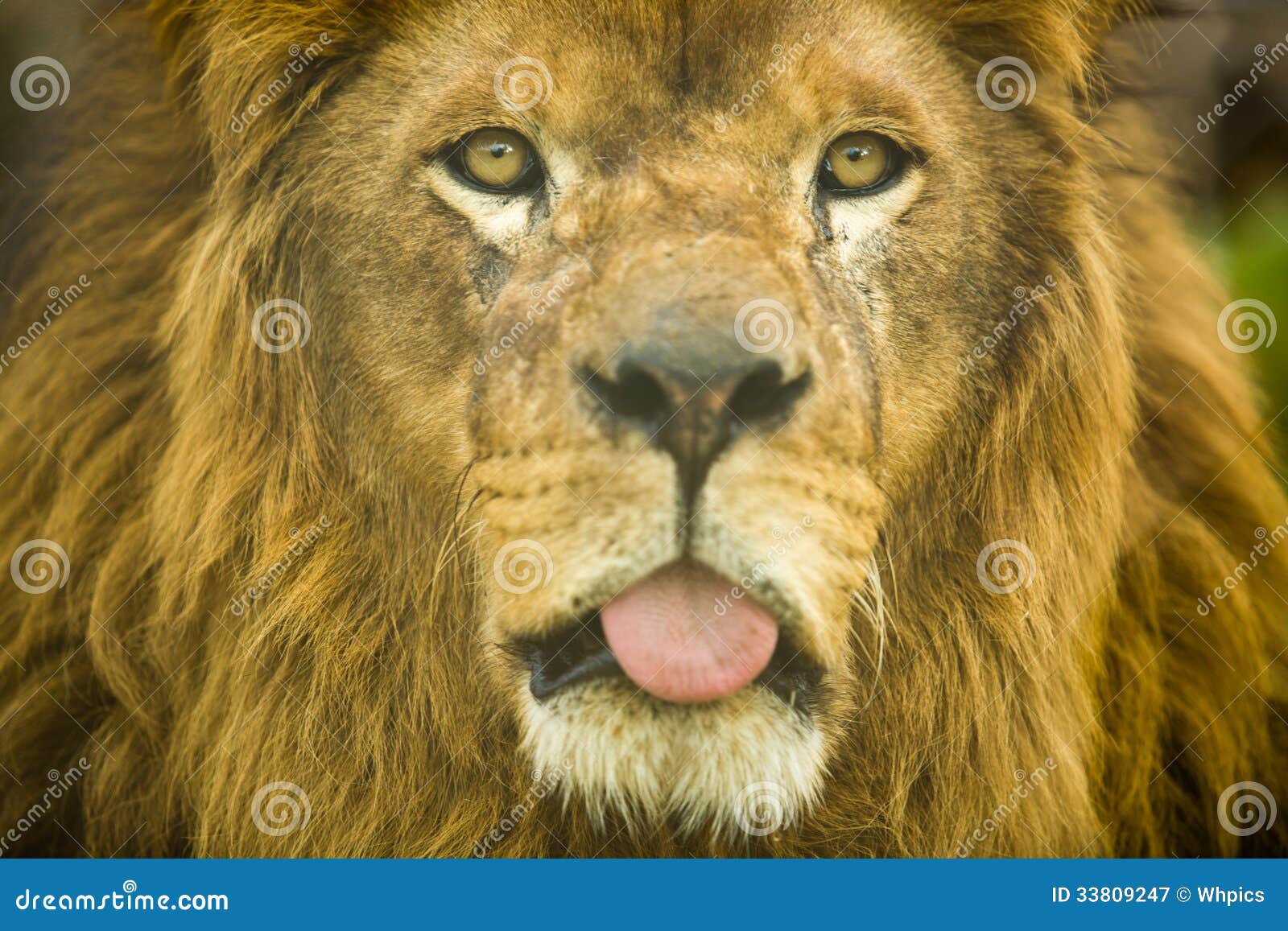 Male Lion Tongue Royalty Free Stock Photography Image