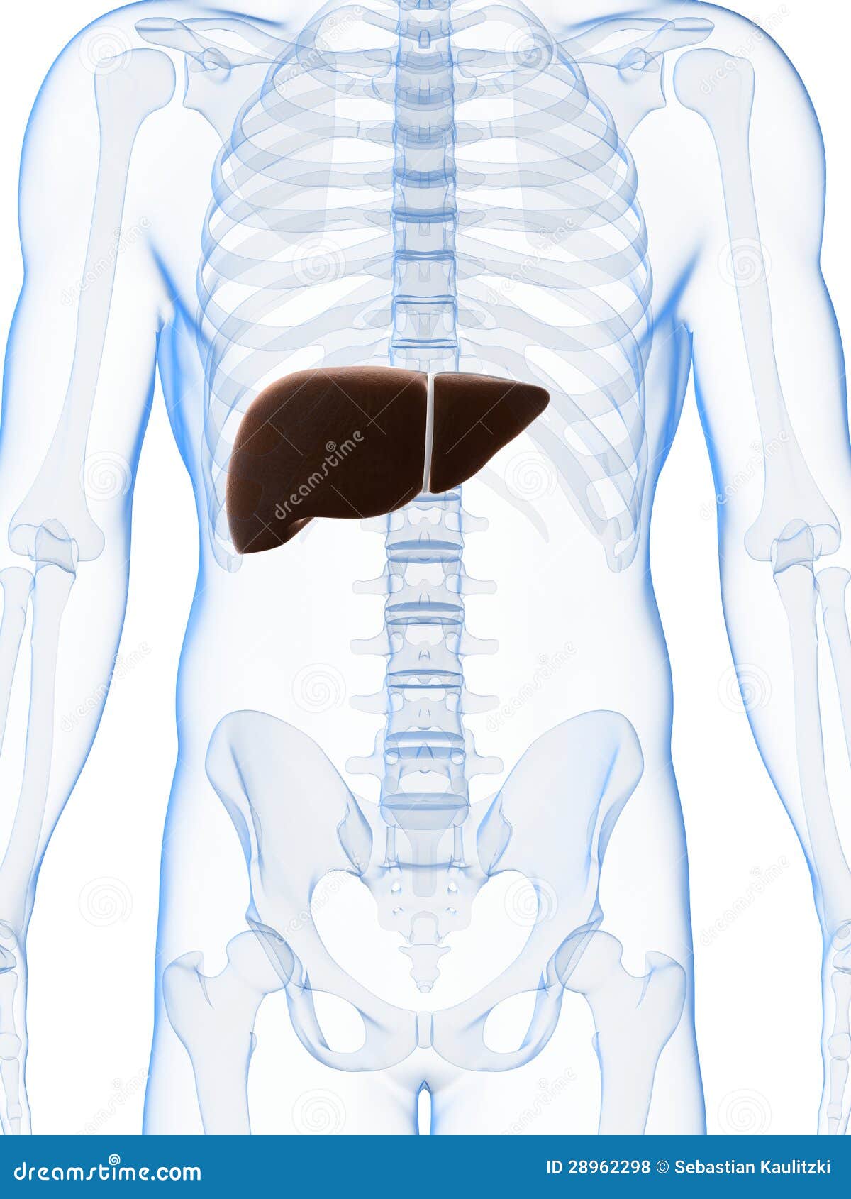 Male Liver Royalty Free Stock Photos - Image: 28962298