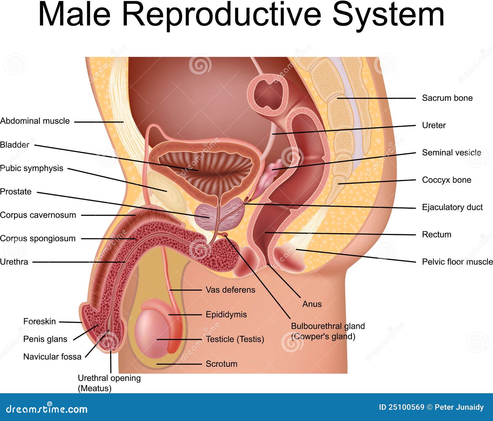 male reproductive system