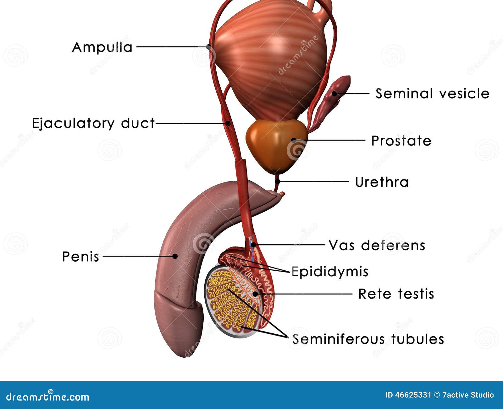 Male Reproductive System Stock Illustration Image 46625331