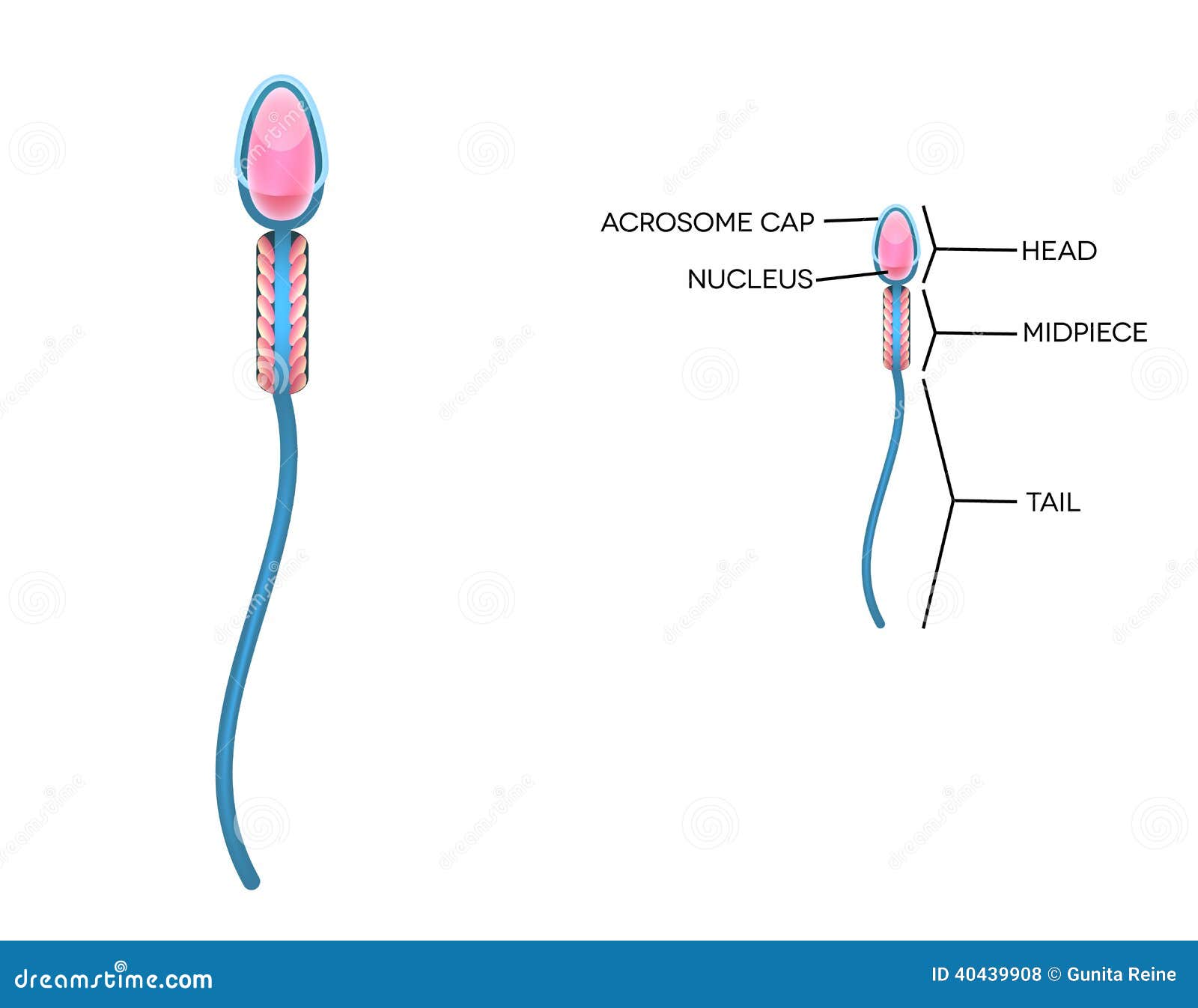Diagram Of Male Sperm 104