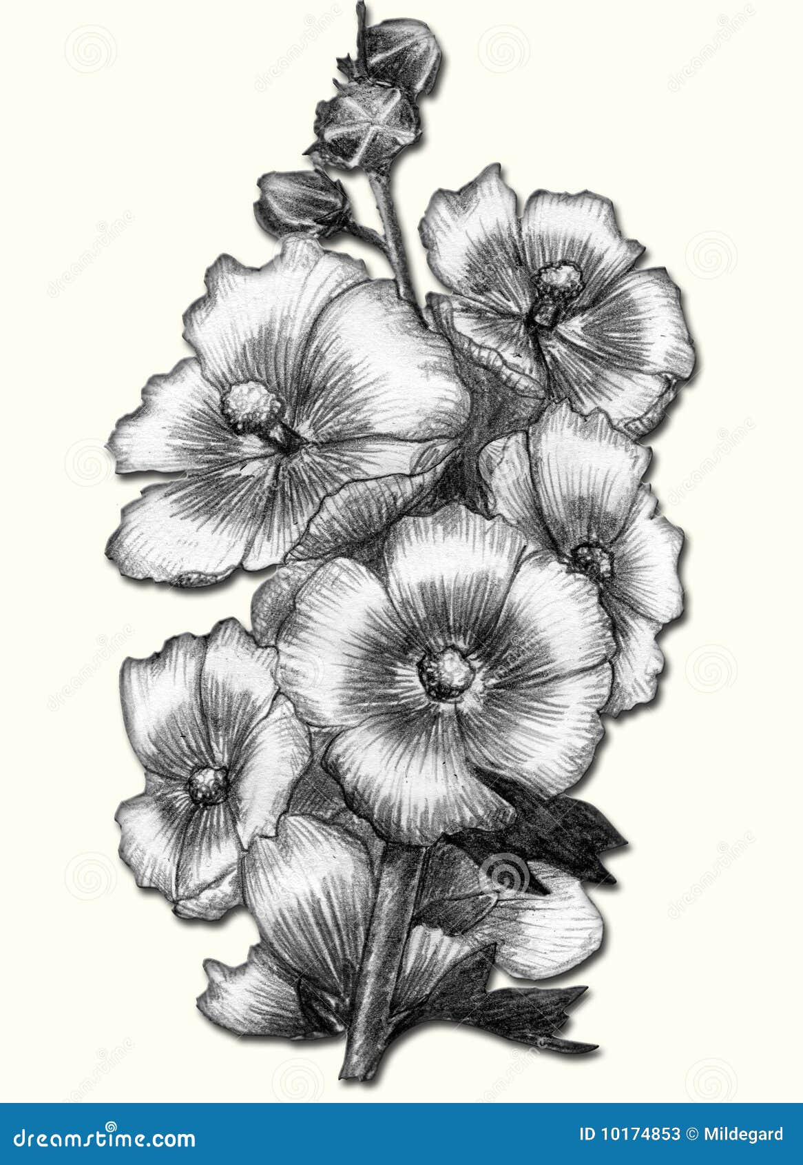 Pencil drawings of flowers, Hibiscus flower drawing, Hawaiian ...