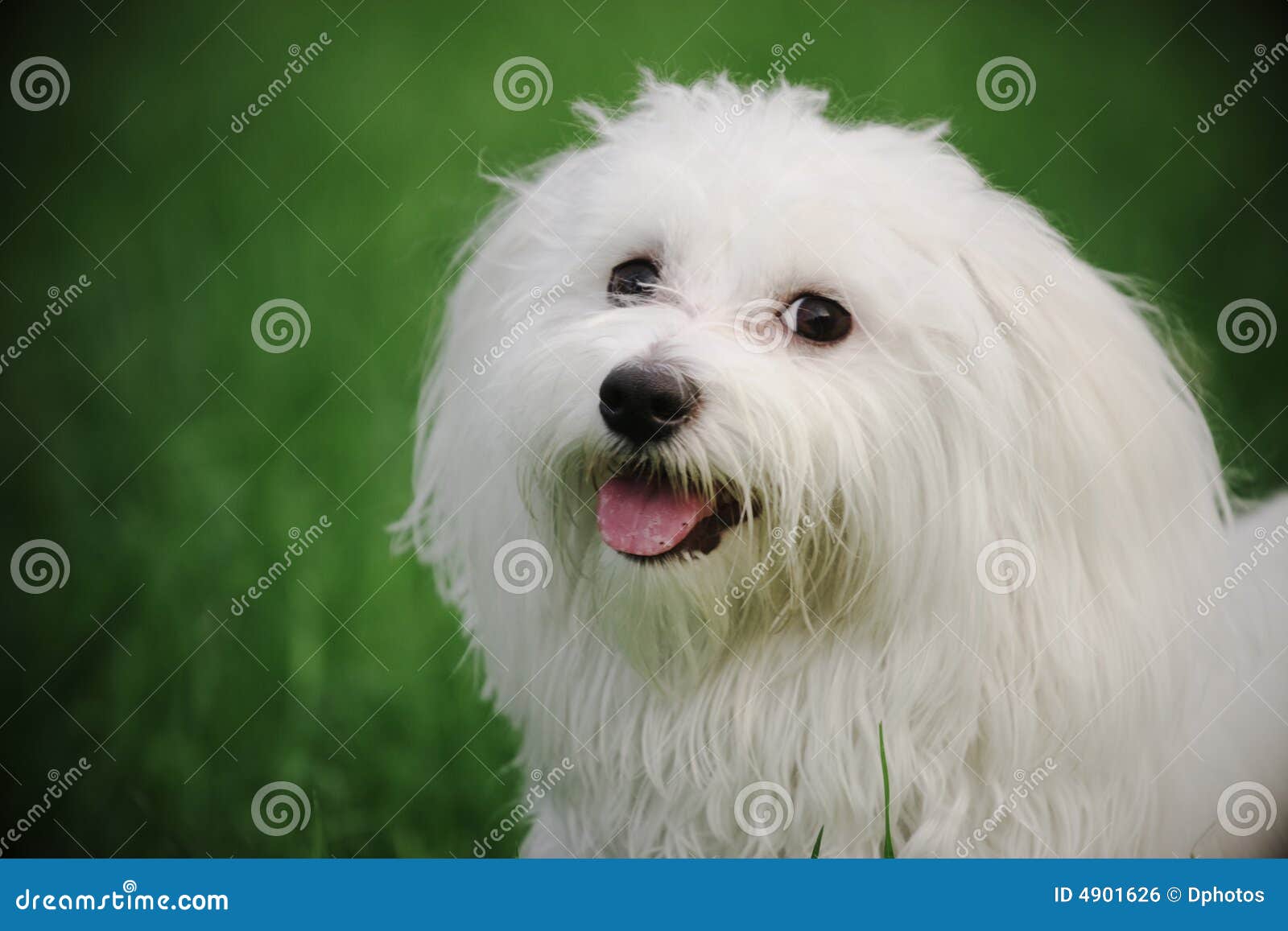 free clipart maltese dog - photo #49