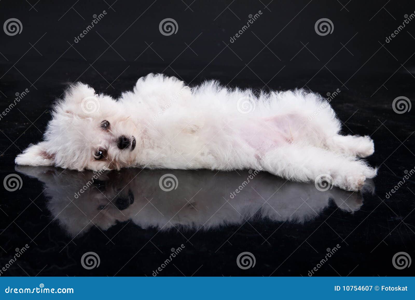 free clip art maltese dog - photo #44