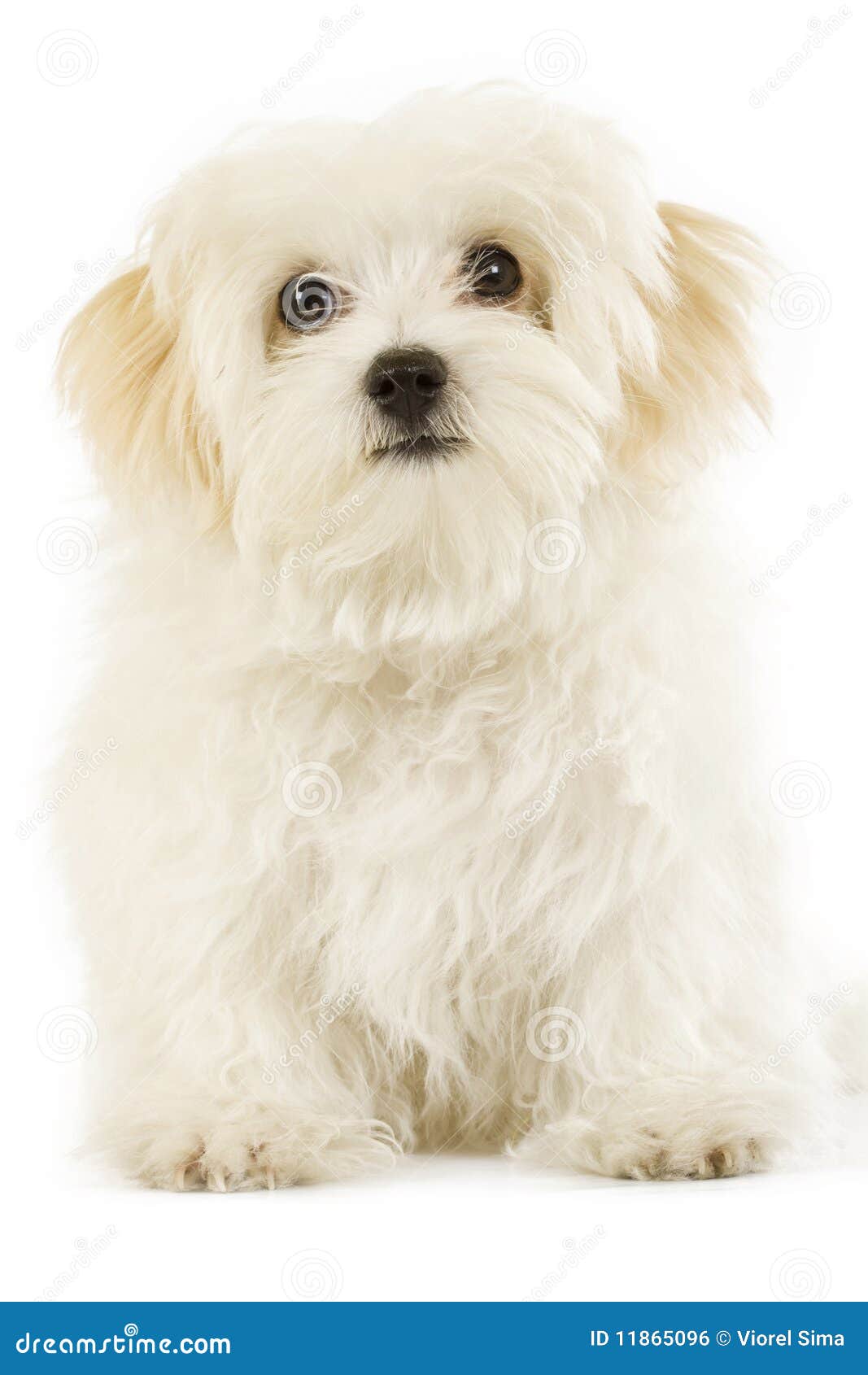 free clipart maltese dog - photo #50