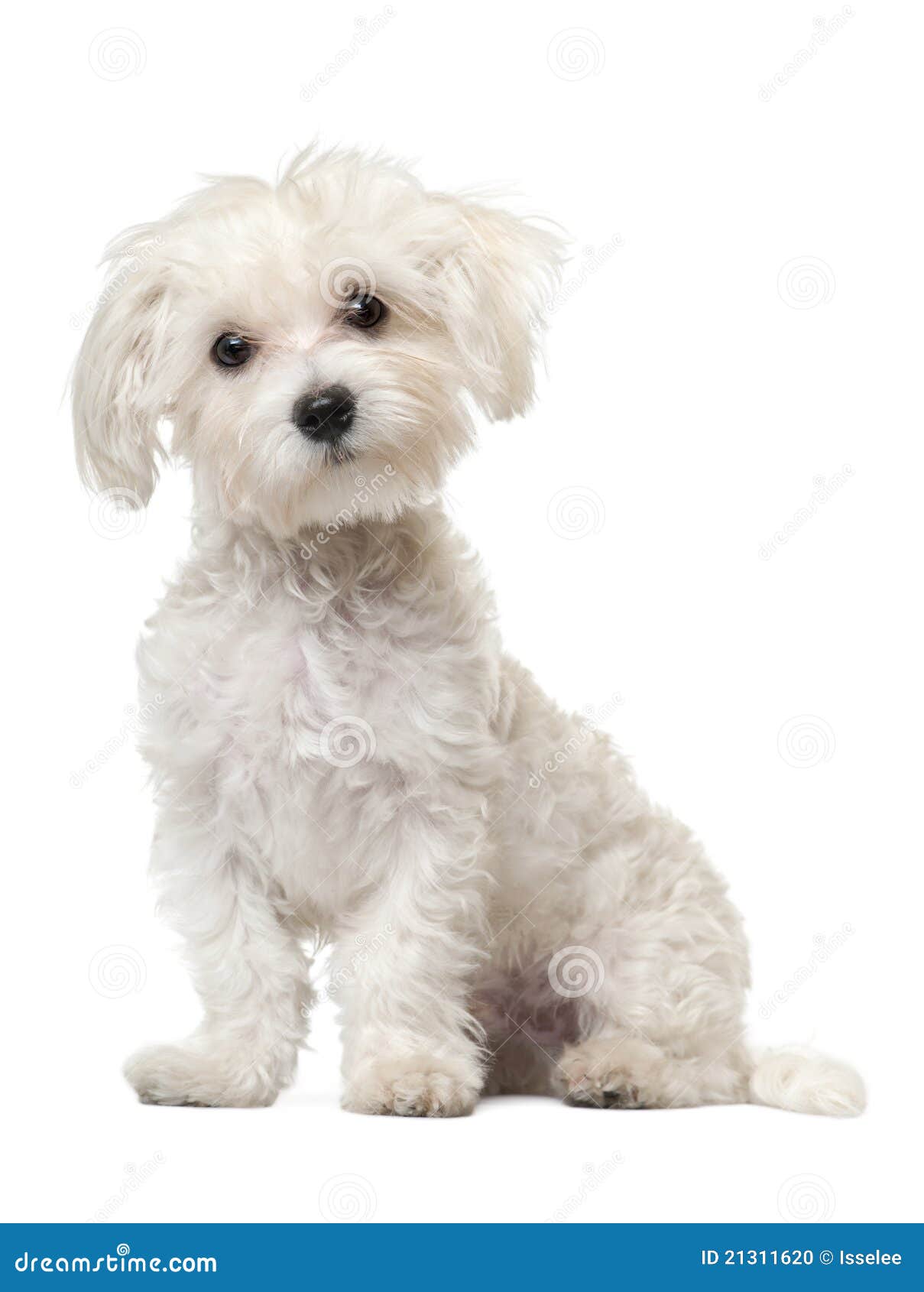 maltese dog clipart - photo #12