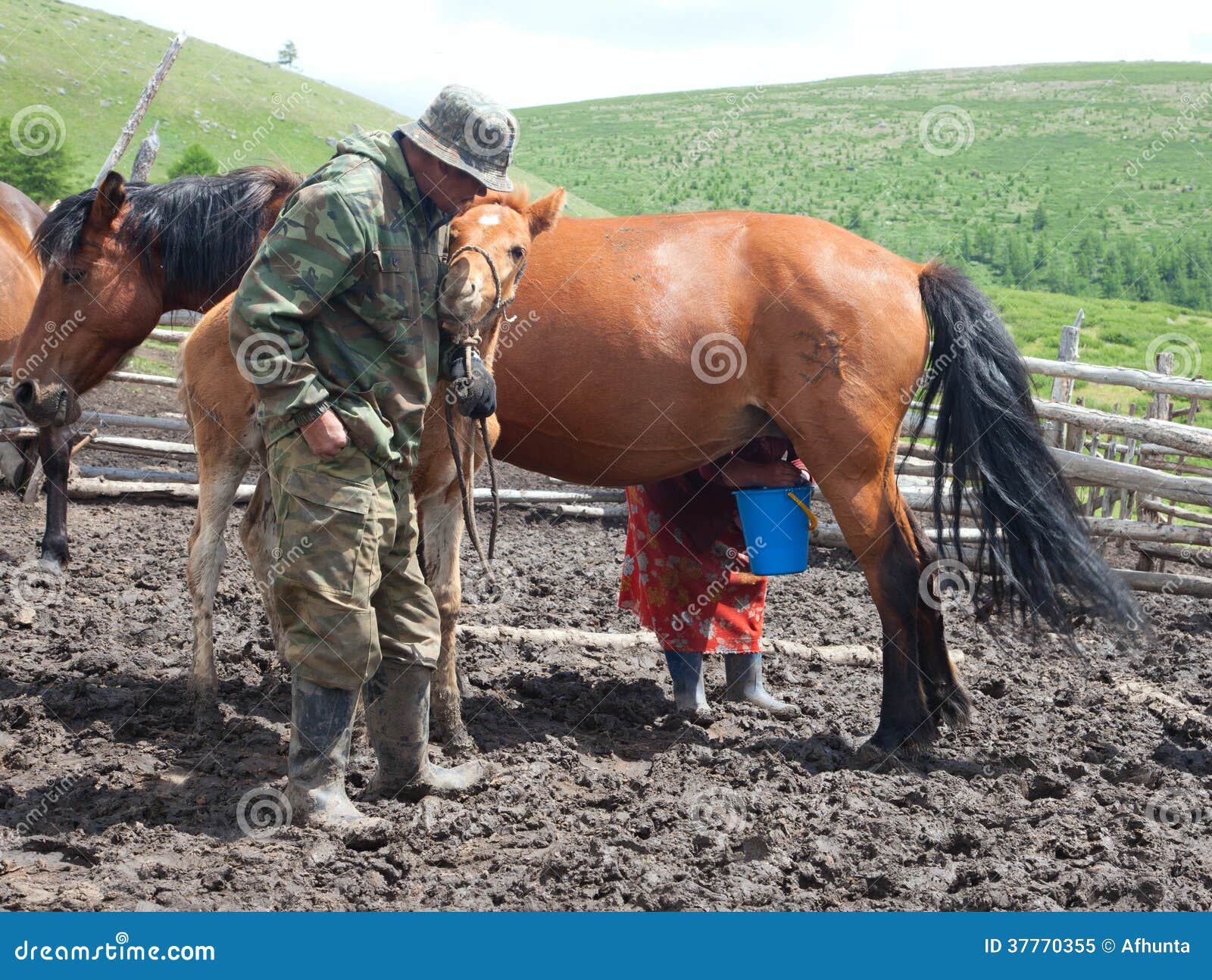 The Chronicles Of Animals - Milking The Horse