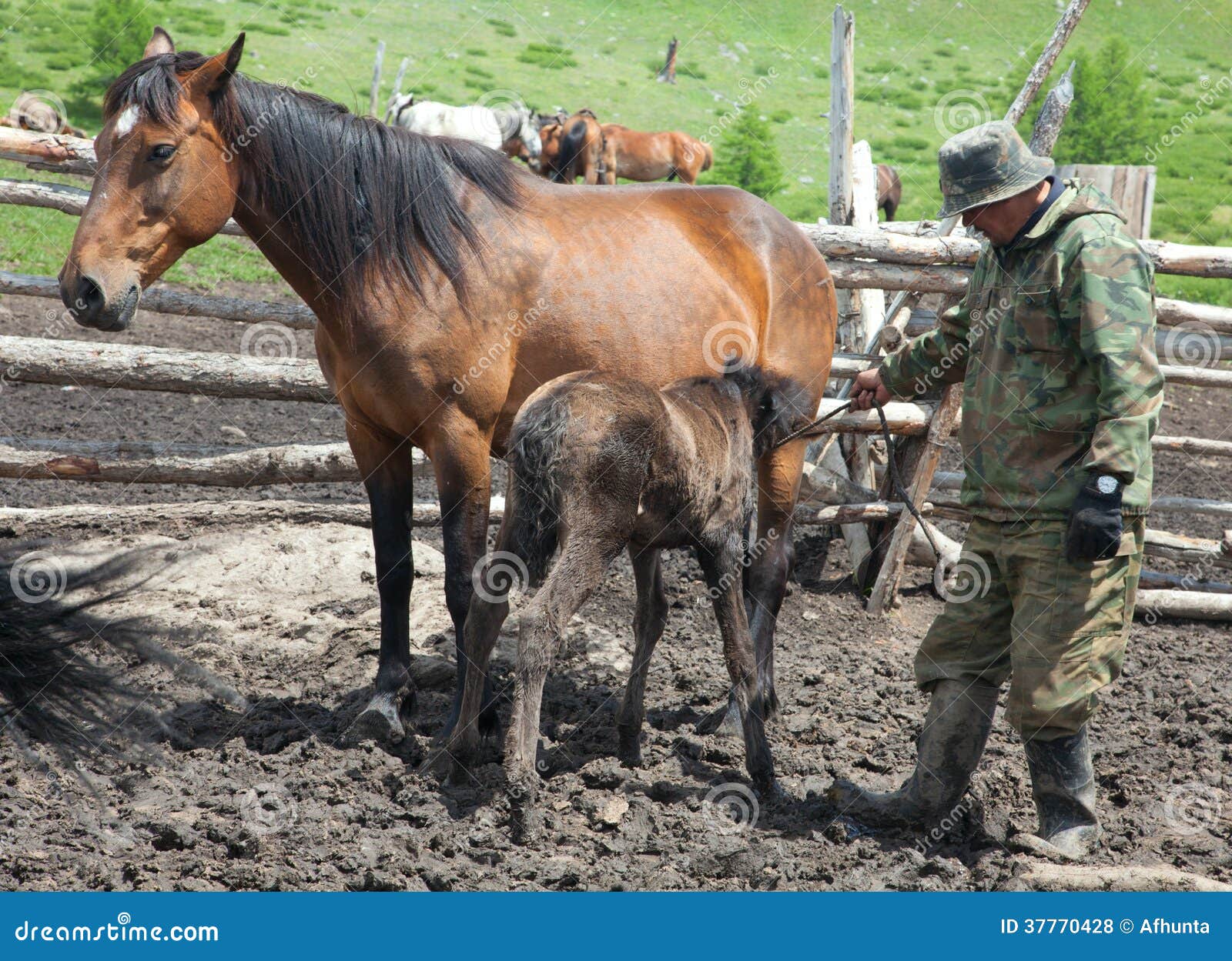 The Chronicles Of Animals - Milking The Horse