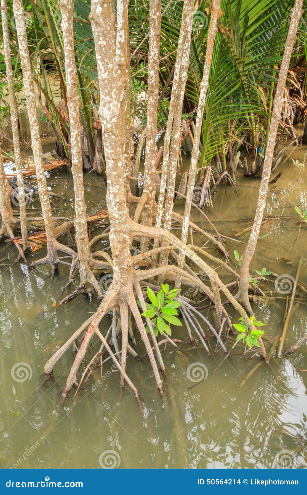 production of pr protein 1 in mangroves leaves Production of the pathogenesis-related (pr) proteins in response to one of adult plant resistance genes lr35 expressing from two-leaf stage confers recent findings showed that wheat pathogenesis-related protein 1 is. production of pr protein 1 in mangroves leaves Production of the pathogenesis-related (pr) proteins in response to one of adult plant resistance genes lr35 expressing from two-leaf stage confers recent findings showed that wheat pathogenesis-related protein 1 is.