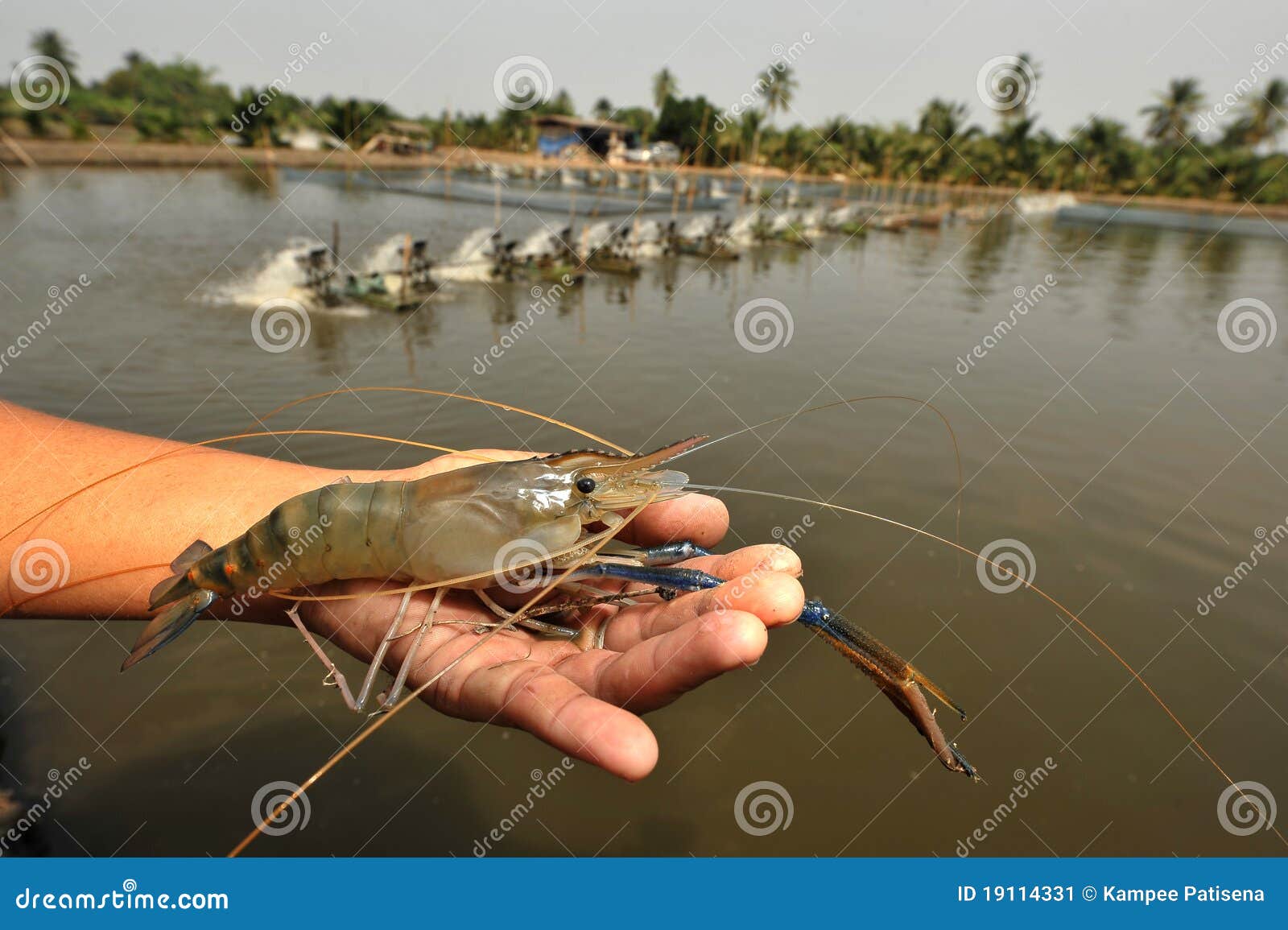 GAMBA AGUA DULCE gamba agua dulce: