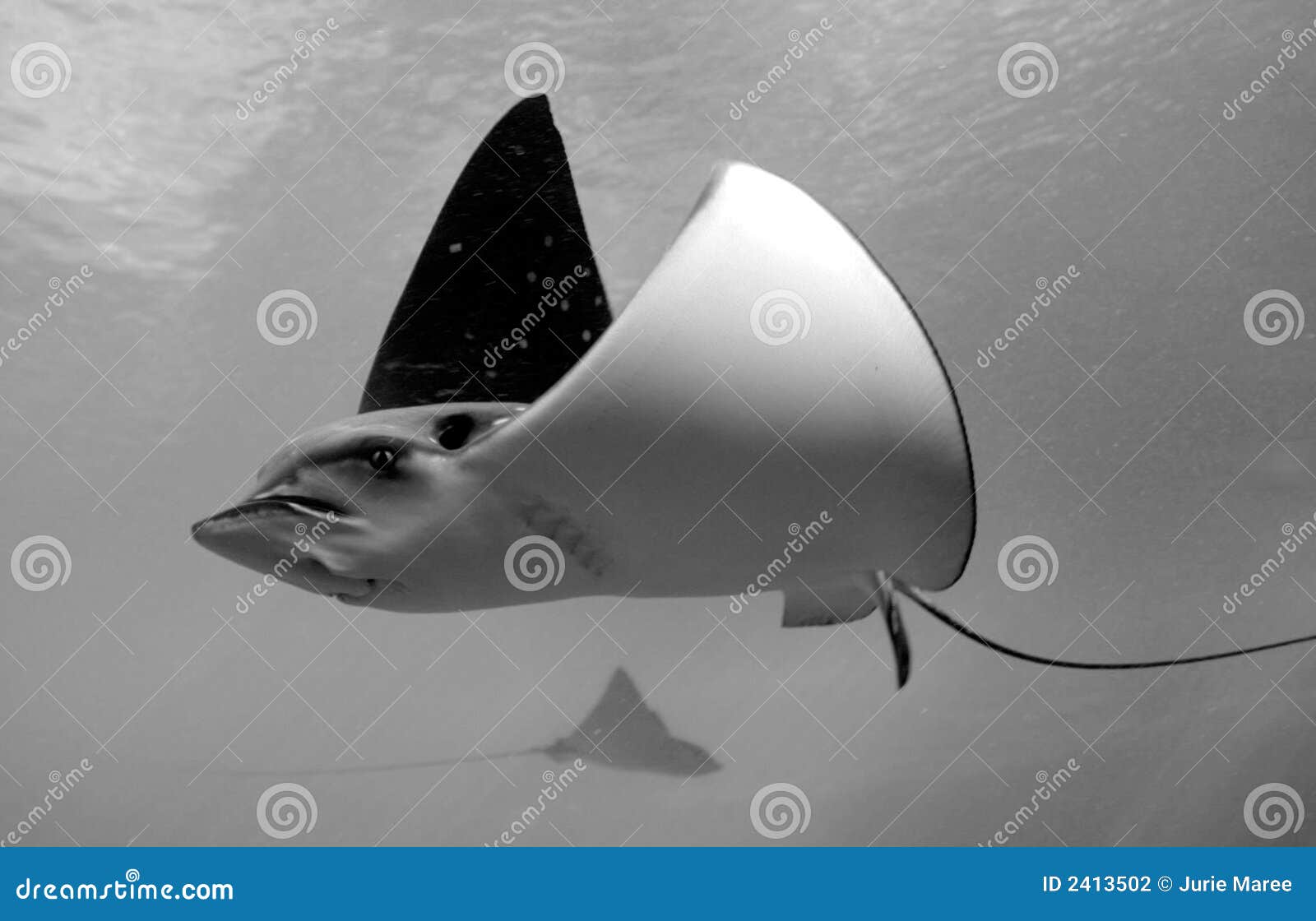 Manta Ray. Stock Photography - Image: 2413502