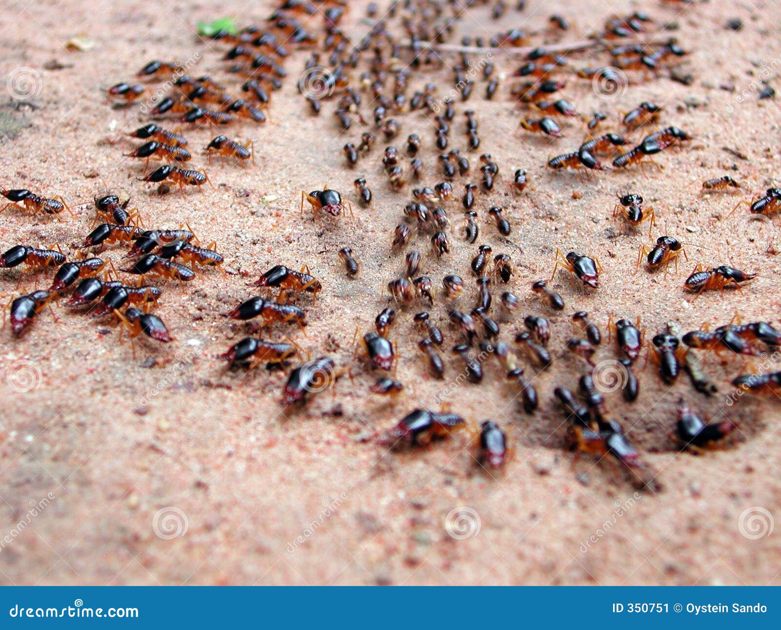 A Group Of Ants 74