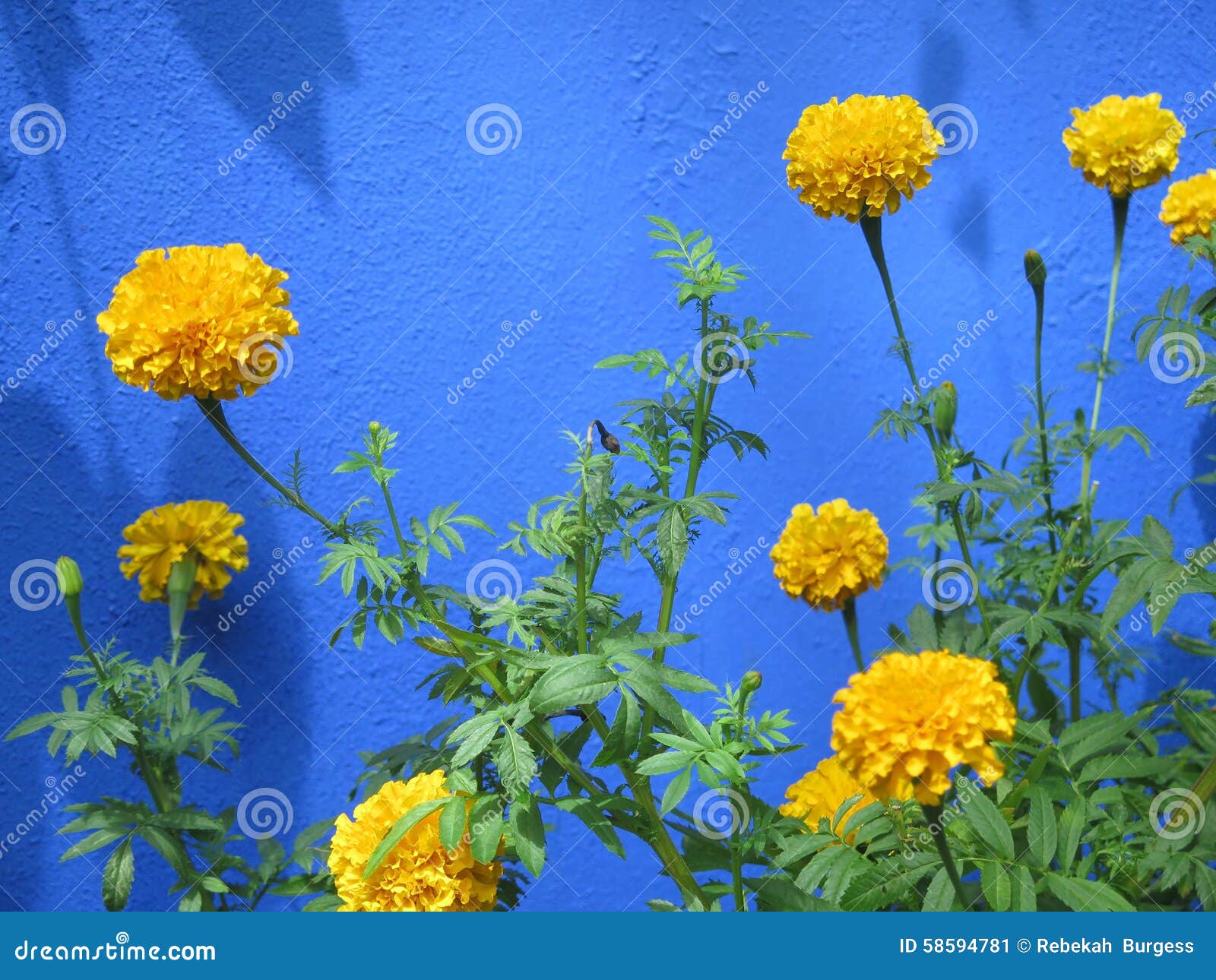 marigolds by elizabeth collier Elizabeth collier - age: 72 years 1 marigold street, worsley hall 407 warrington road, abram grave: 259 sw. marigolds by elizabeth collier Elizabeth collier - age: 72 years 1 marigold street, worsley hall 407 warrington road, abram grave: 259 sw.