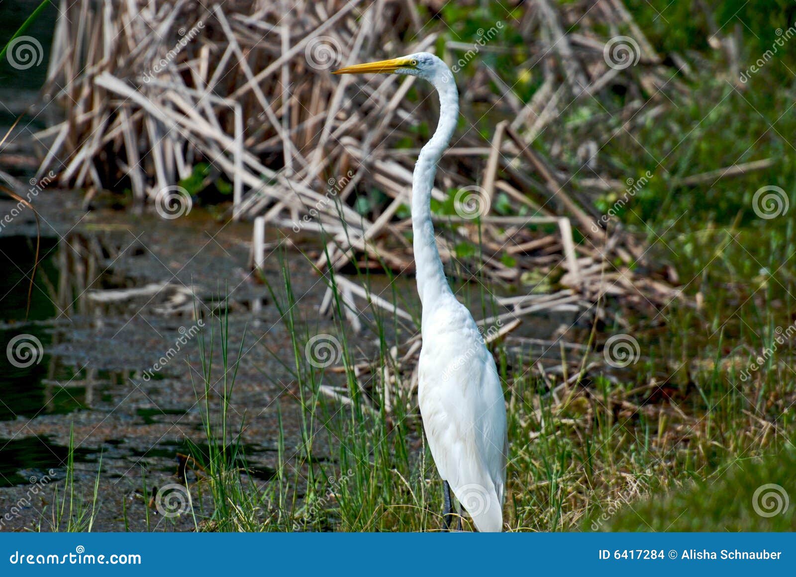 Marsh Bird Stock Images Image: 6417284 Marsh Bird Stock Images Image: 6417284