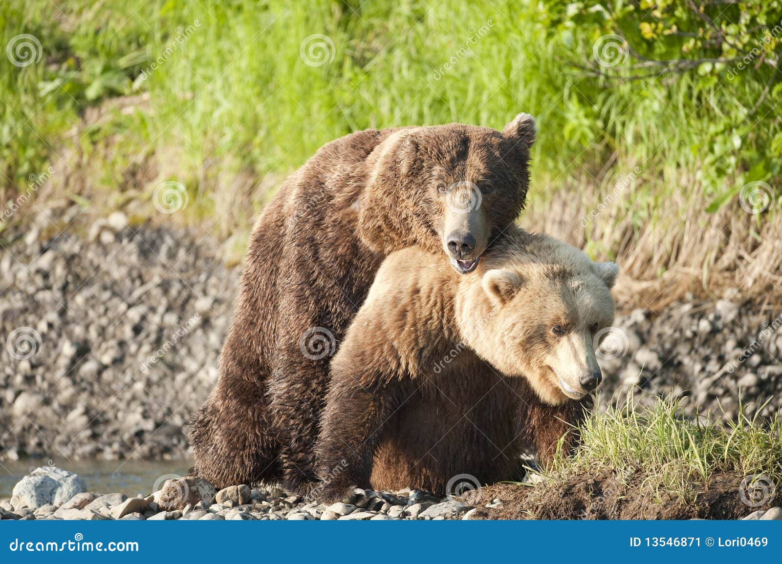 Mating Bears Stock Image Image 13546871