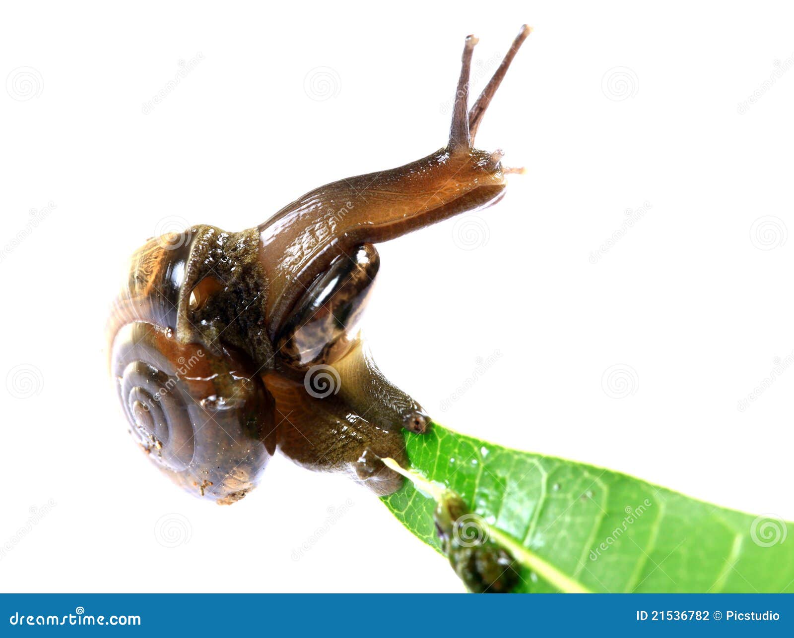 Mating Snails Stock Photography Image 21536782