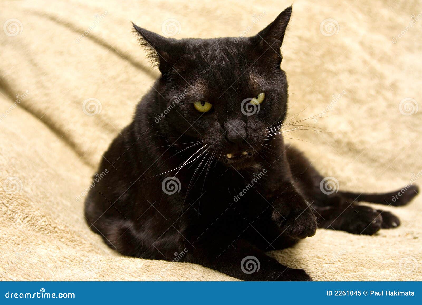Mean Black Cat Royalty Free Stock Photo Image 2261045