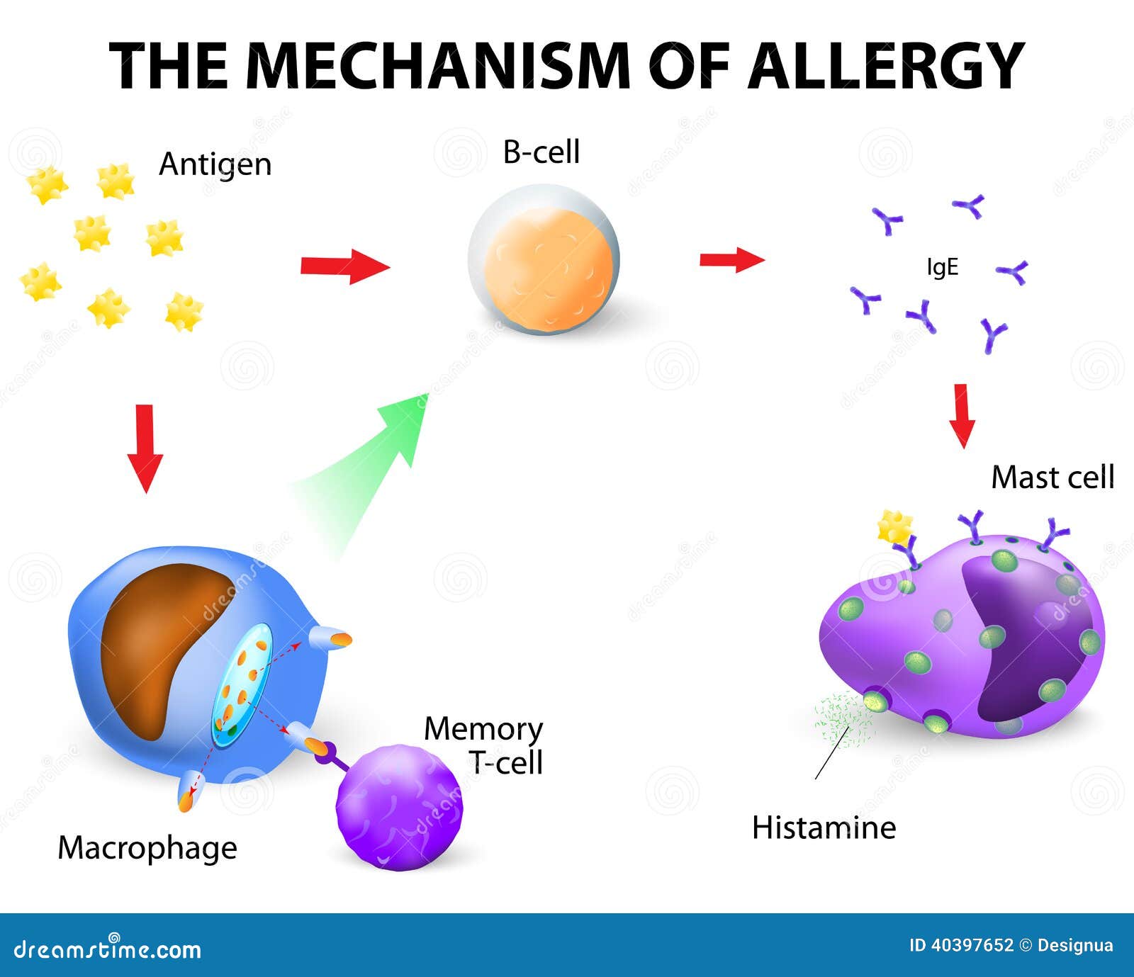 Anaphylaxis - Pictures, posters, news and videos on your Anaphylaxis - Pictures, posters, news and videos on your