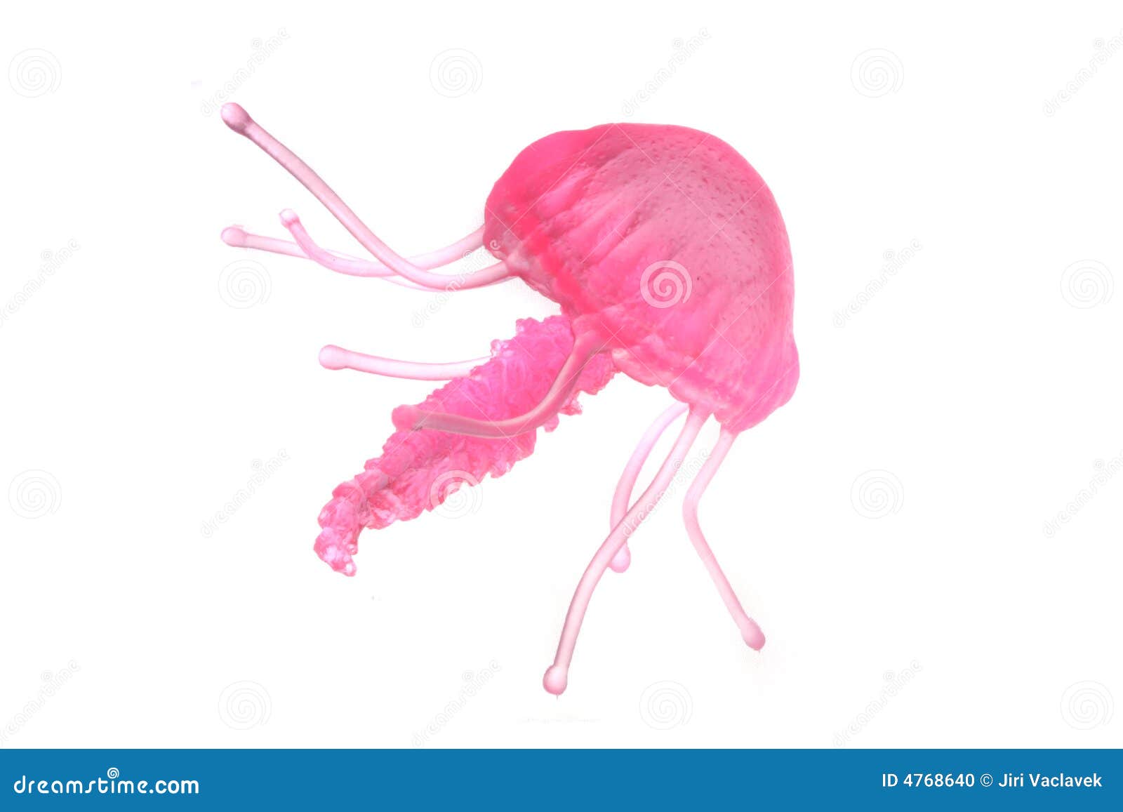 Medusa rosada de Smal en el fondo blanco.