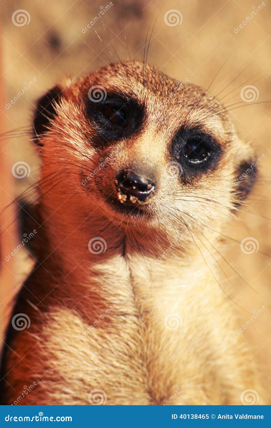 Meerkat look - meerkat-look-looking-straight-to-you-40138465