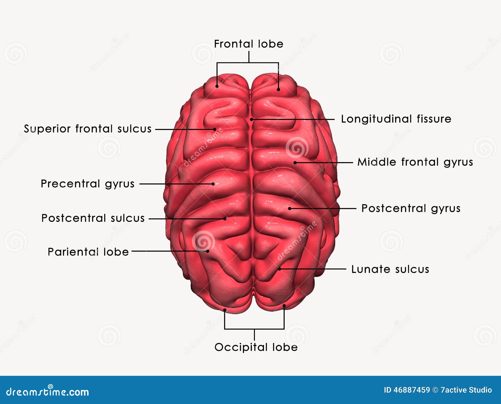 download Perthes