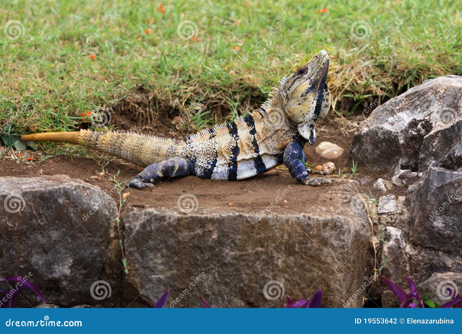 iguana banana