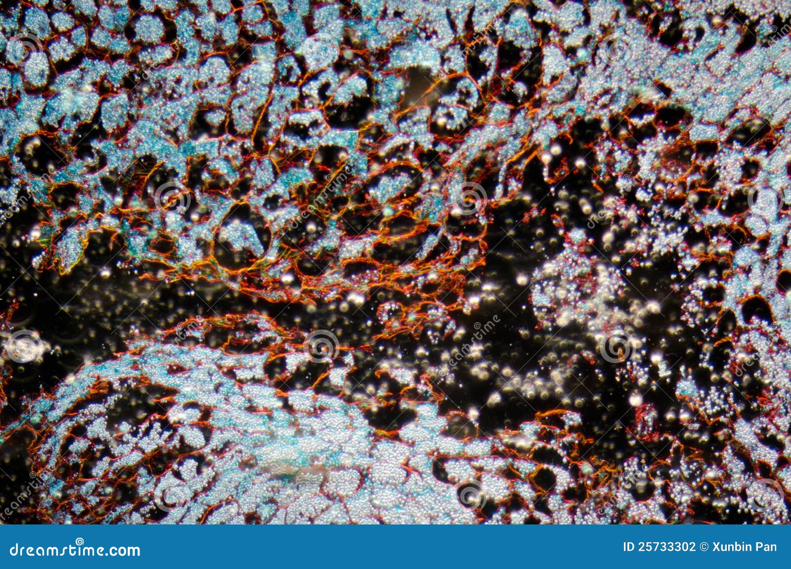 Microscopy Corn Embryo Stock Photography Image 25733302