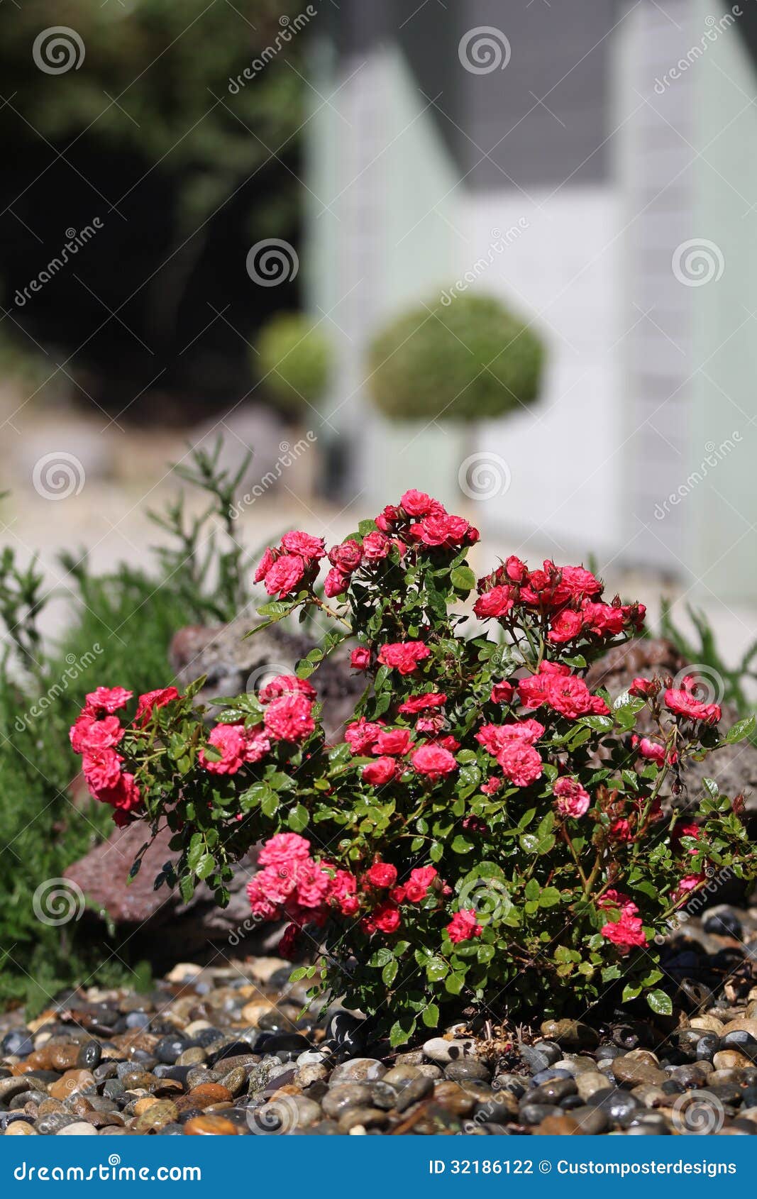 miniature-rose-bush-front-yard-landscape-roses-front-house-32186122 ...