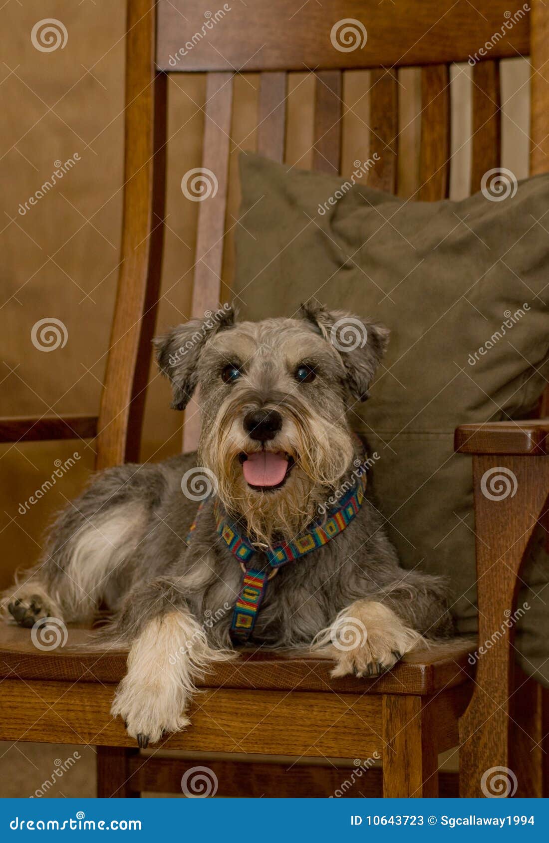 Dog in Rocking Chair