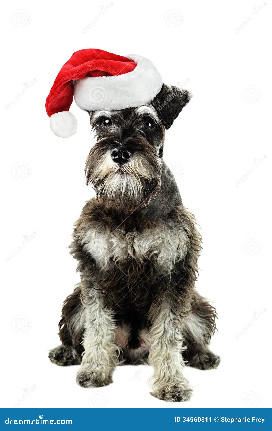 clip art schnauzer dog - photo #46