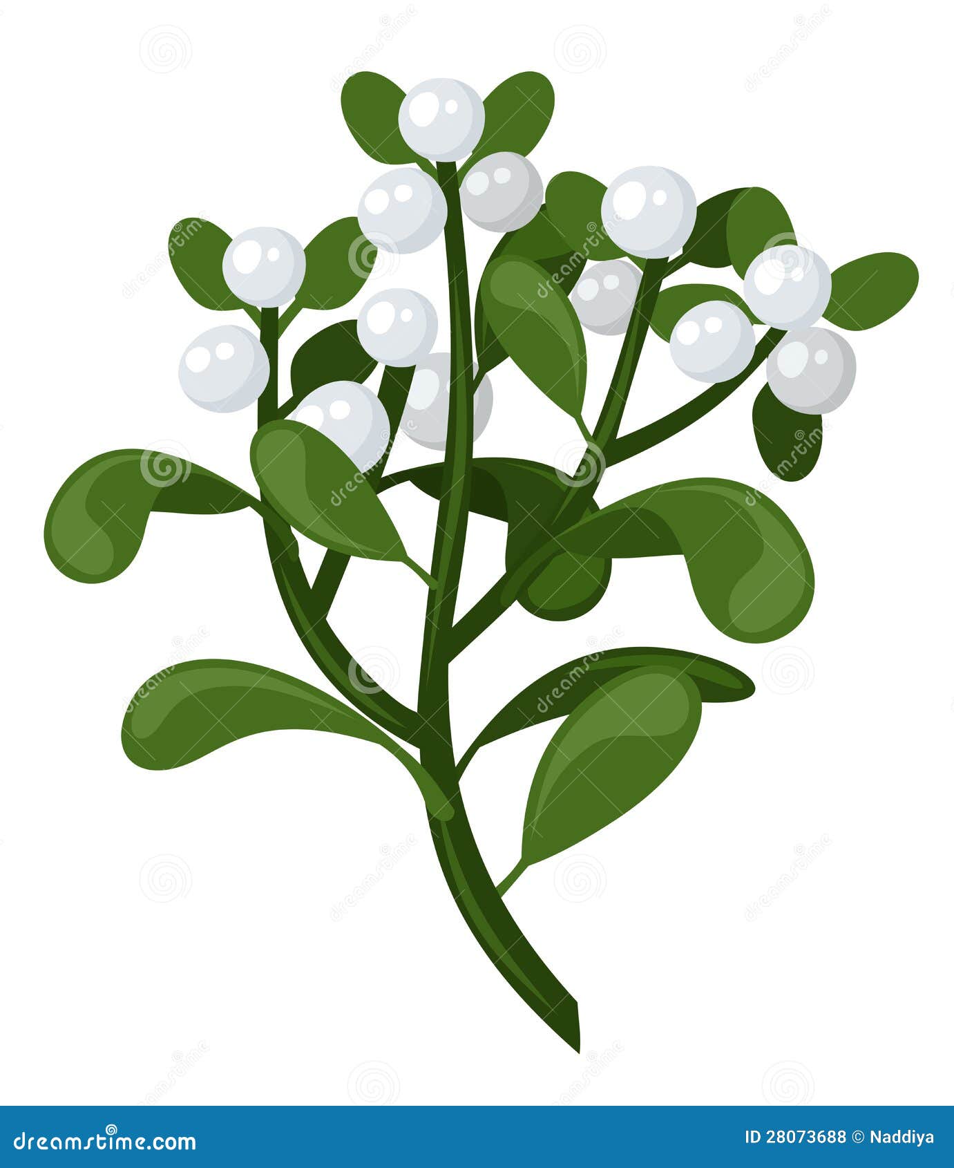 mistletoe branch vector illustration royalty free stock mistletoe christmas cards