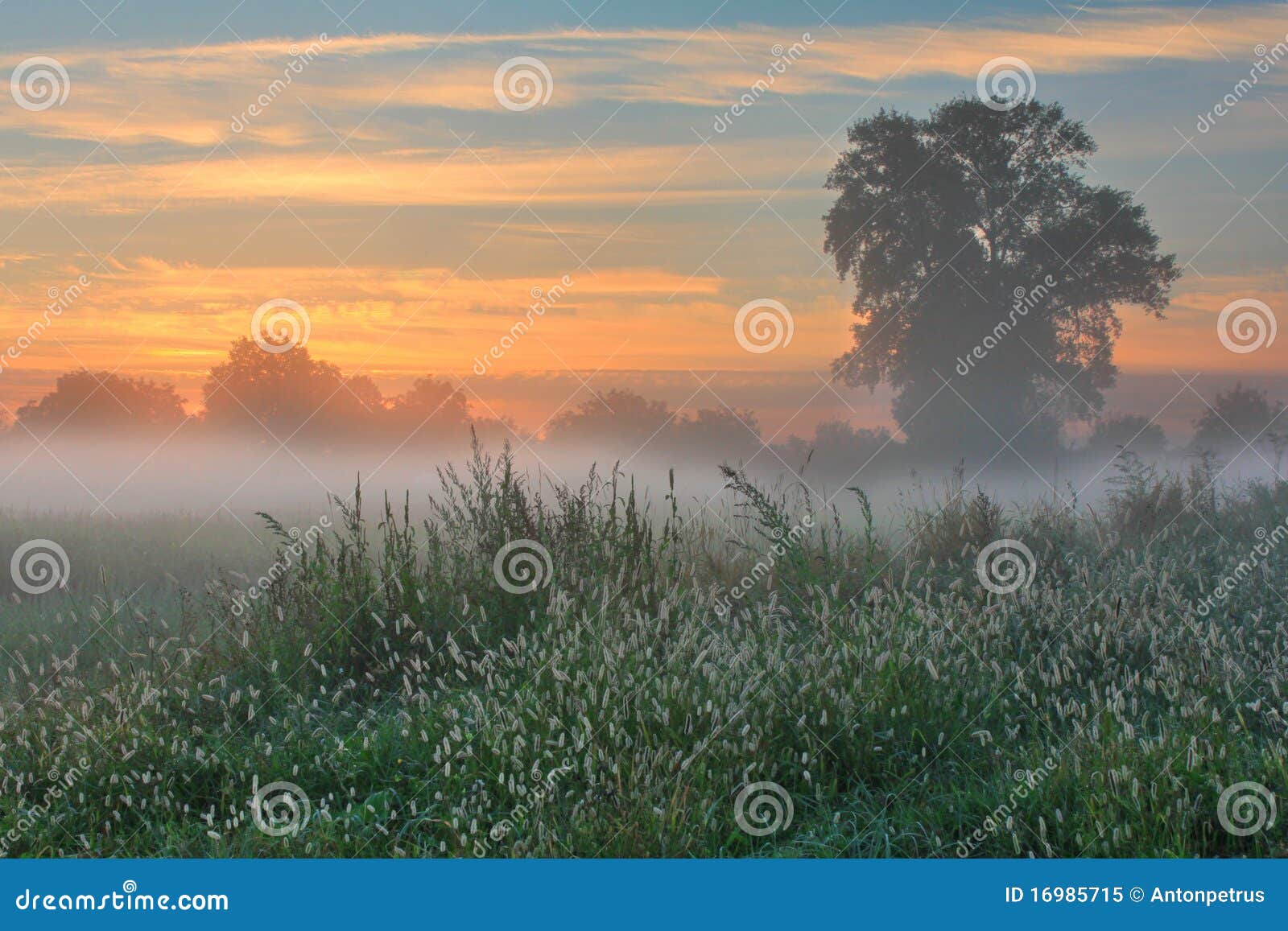  - misty-dawn-autumn-morning-16985715