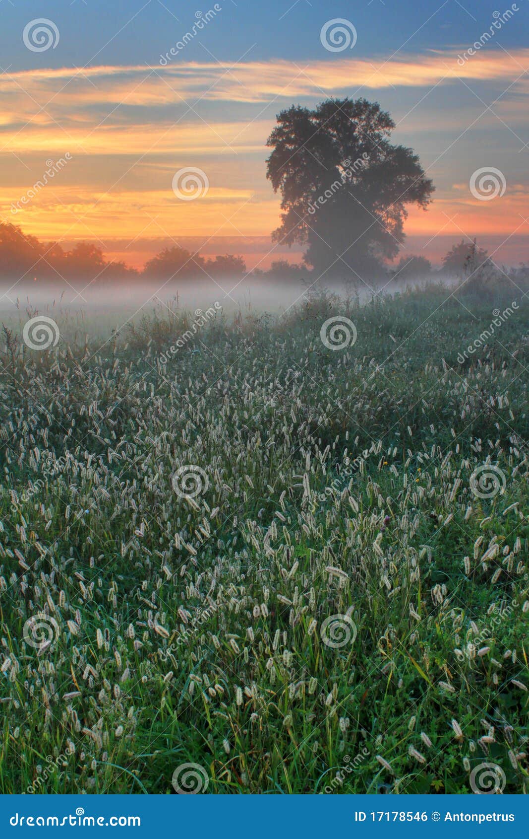  - misty-dawn-autumn-morning-17178546