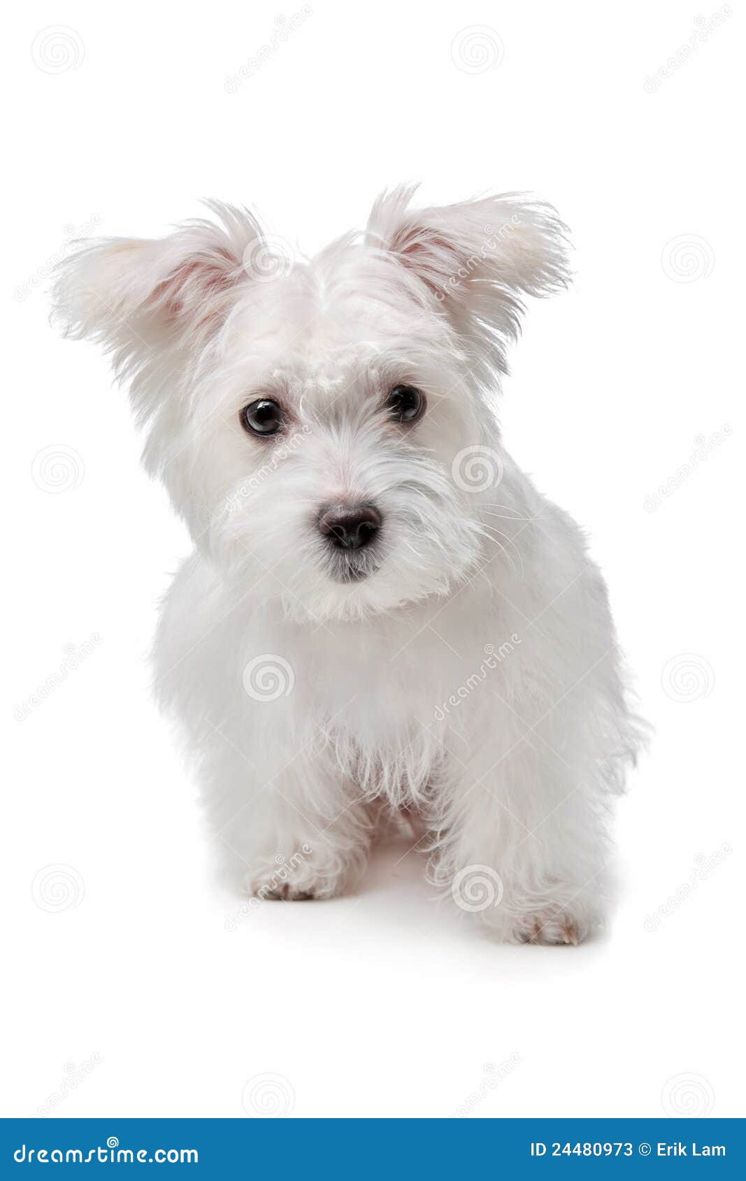 French Bulldog Maltese Mix Mix maltese dog in front of a French Bulldog Maltese Mix Mix maltese dog in front of a