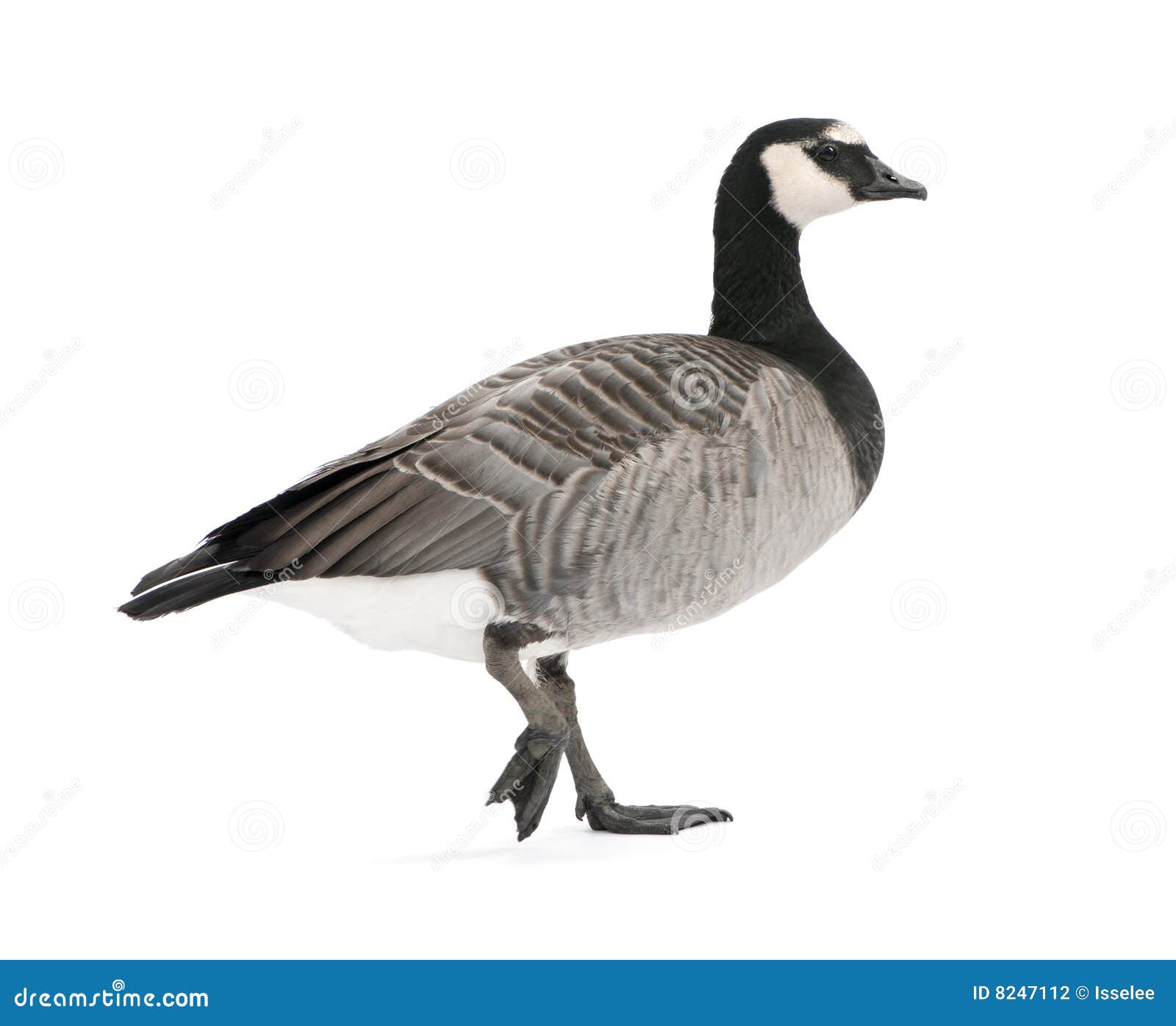 canada goose clipart - photo #12